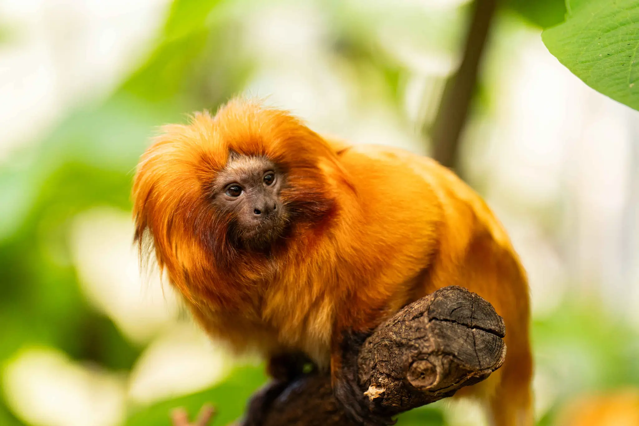 Een gouden leeuwaapje op een tak in ZooParc Overloon