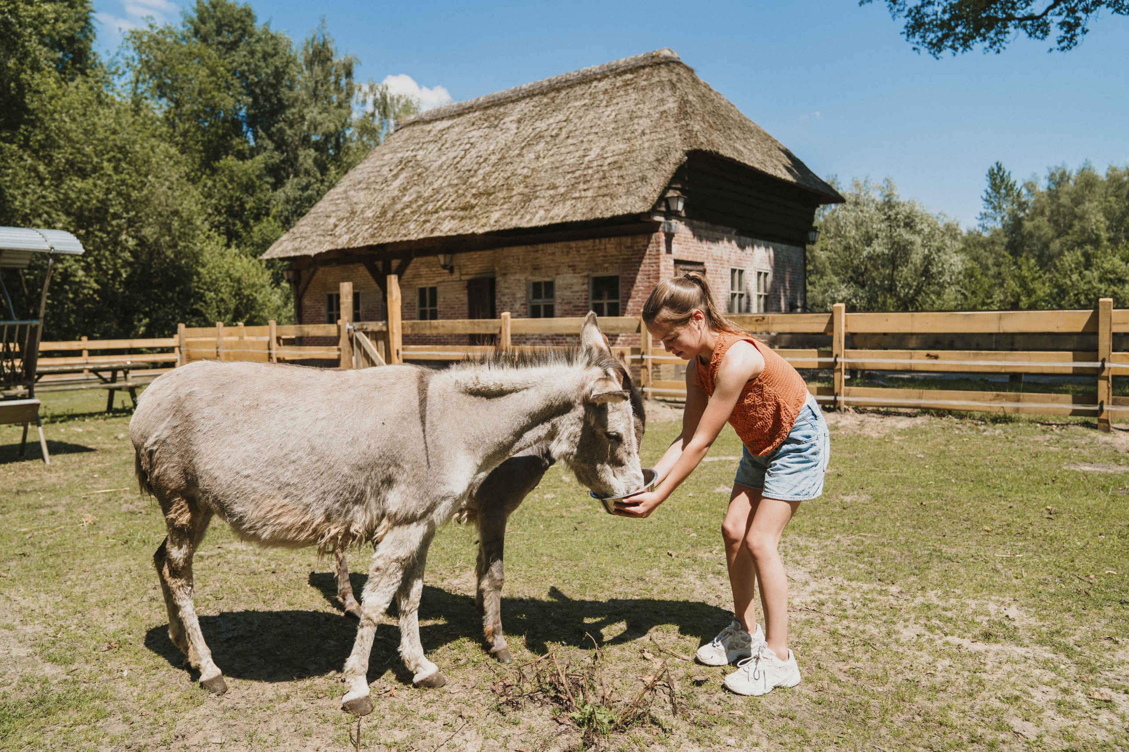 Een meisje voert de ezels op de kinderboerderij bij Vakantiepark Dierenbos