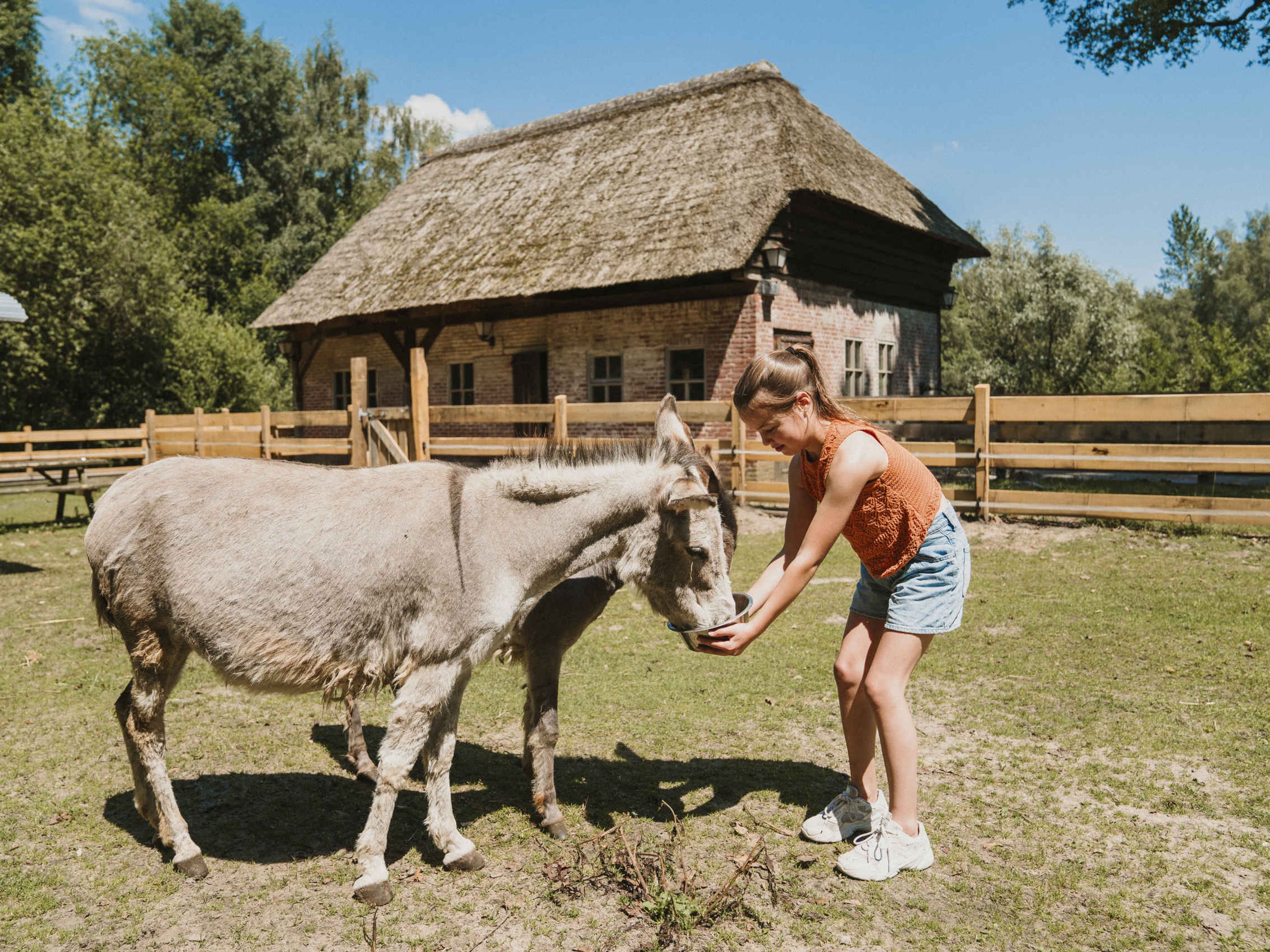 Een meisje voert de ezels op de kinderboerderij bij Vakantiepark Dierenbos