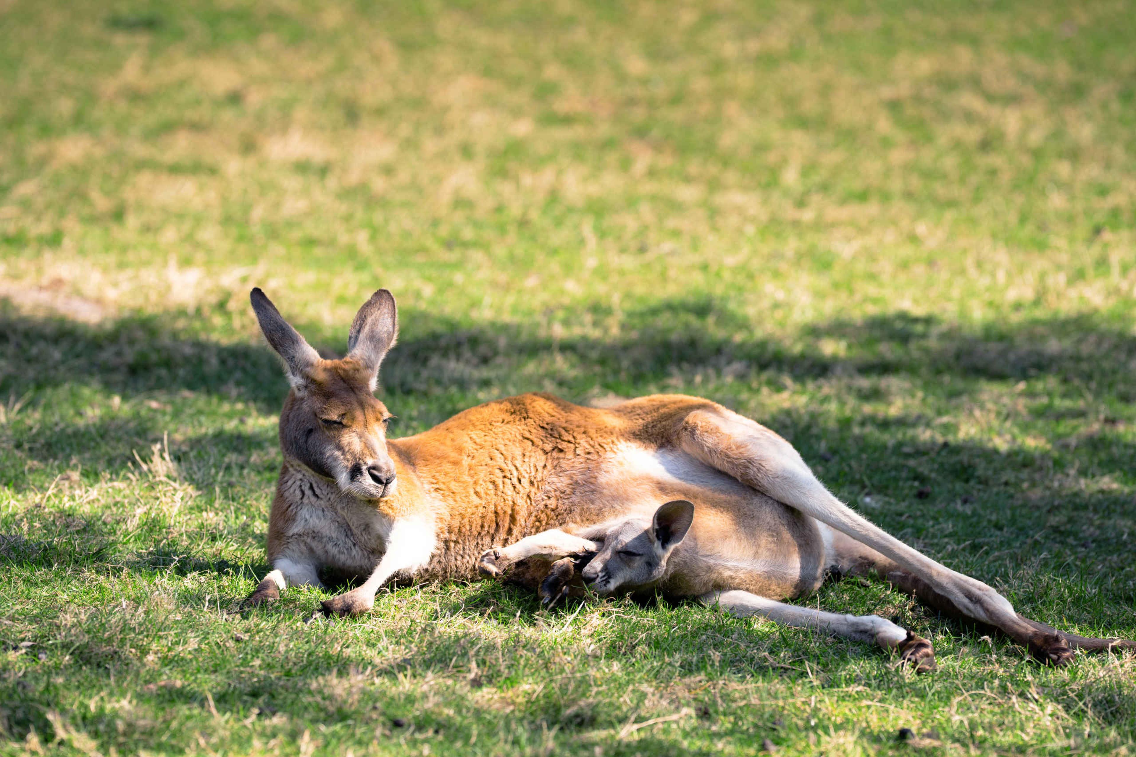 Een rode reuzenkangoeroe met een baby in de buidel op de vlakte van de Outback in ZooParc Overloon
