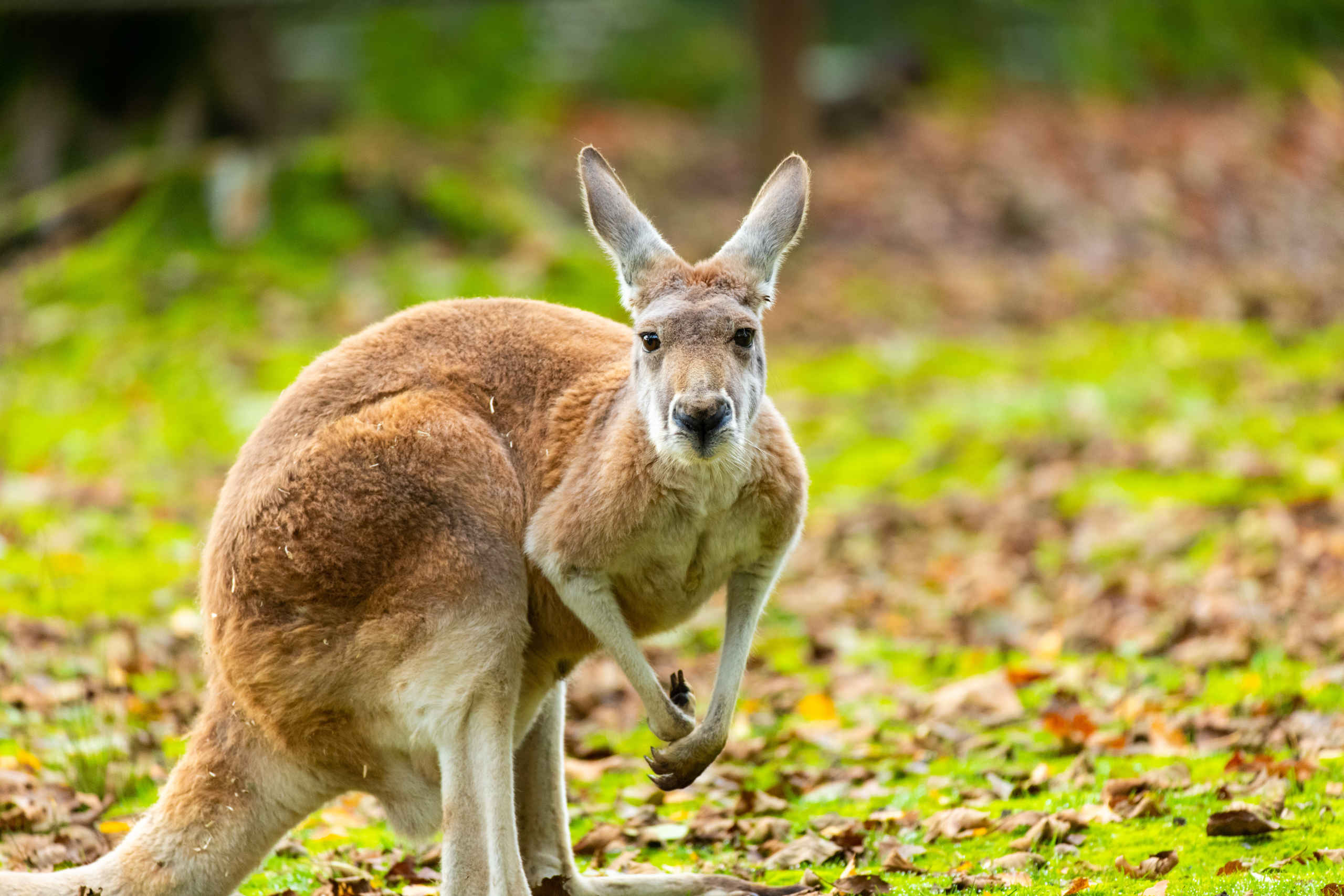 Rode reuzenkangoeroe close-up herfst gespiegeld AquaZoo Leeuwarden