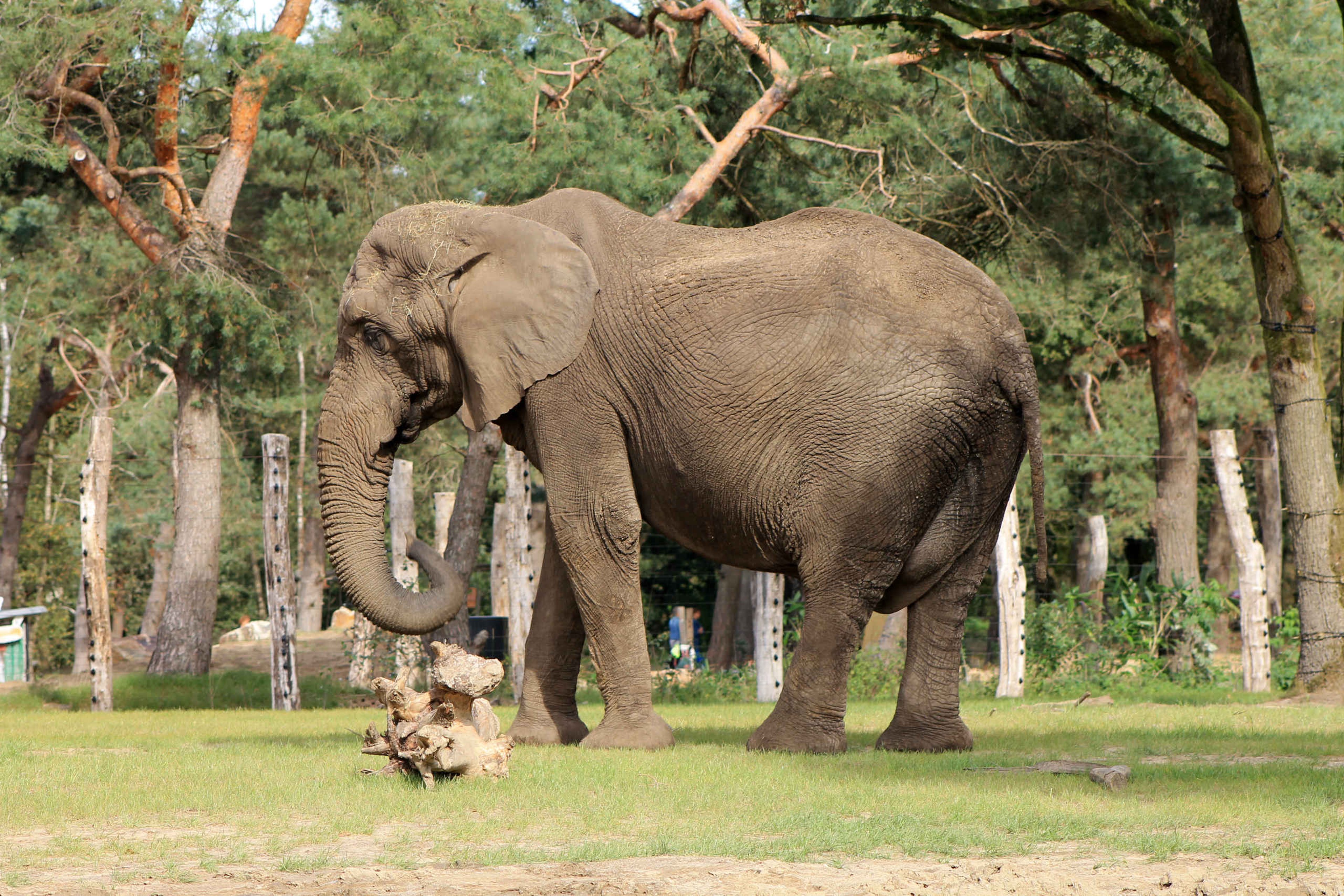 Afrikaanse olifant Sabi buiten in het olifantenverblijf in Safaripark Beekse Bergen