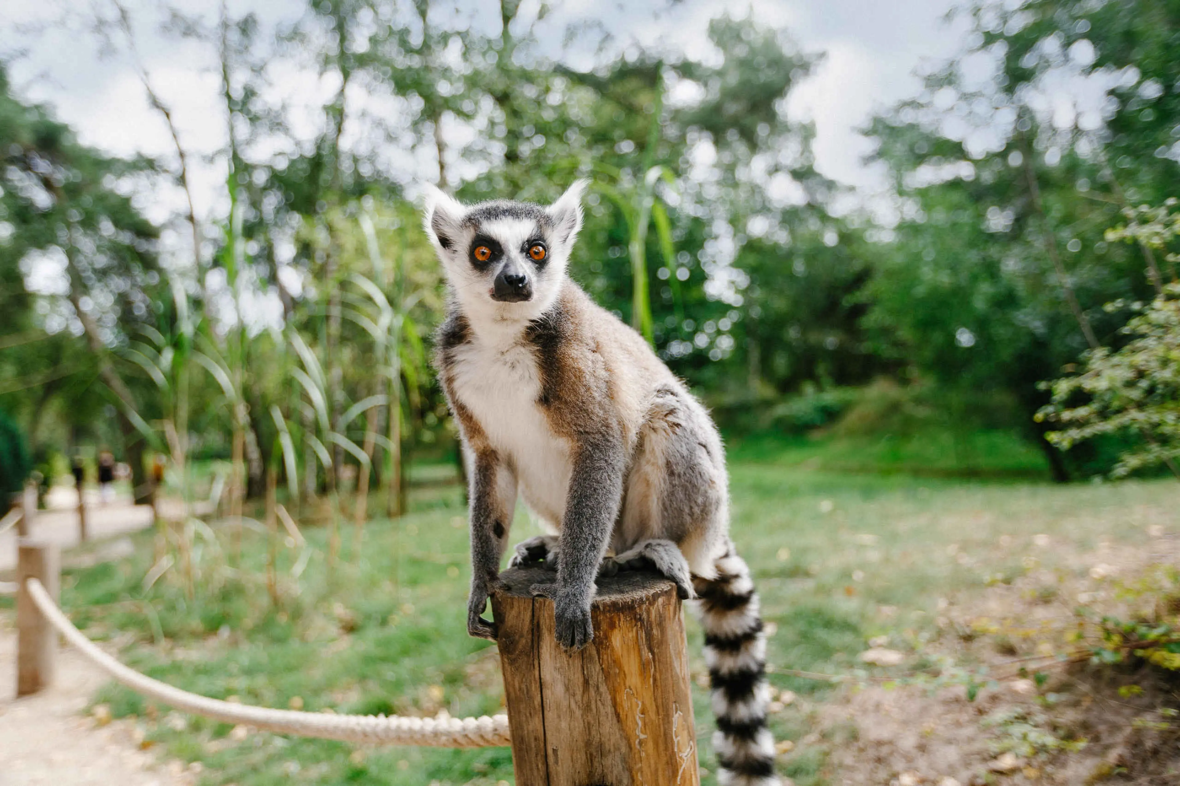 Ringstaartmaki op een paal Safaripark Beekse Bergen