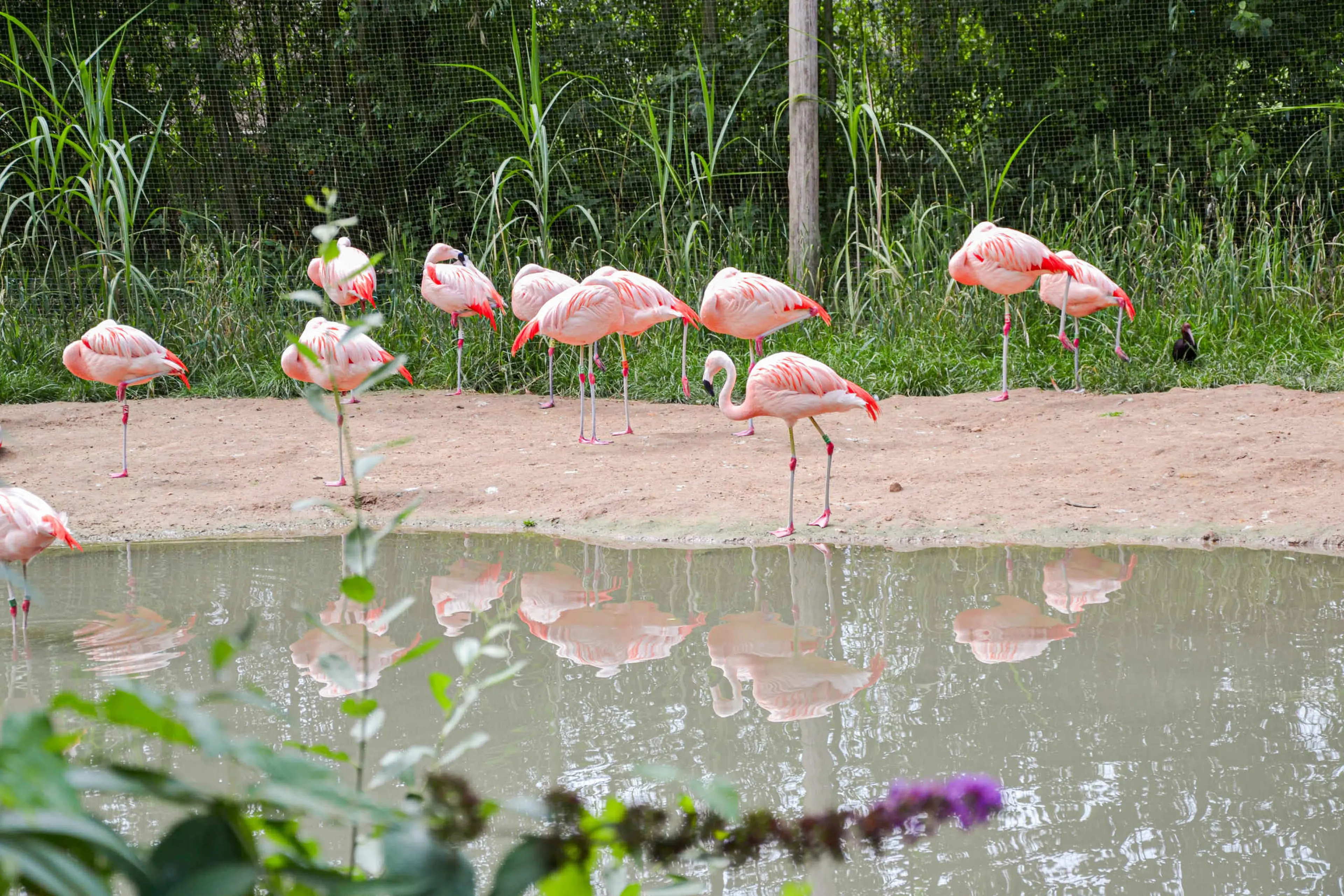 Flamingo's staan in water ZooParc Overloon