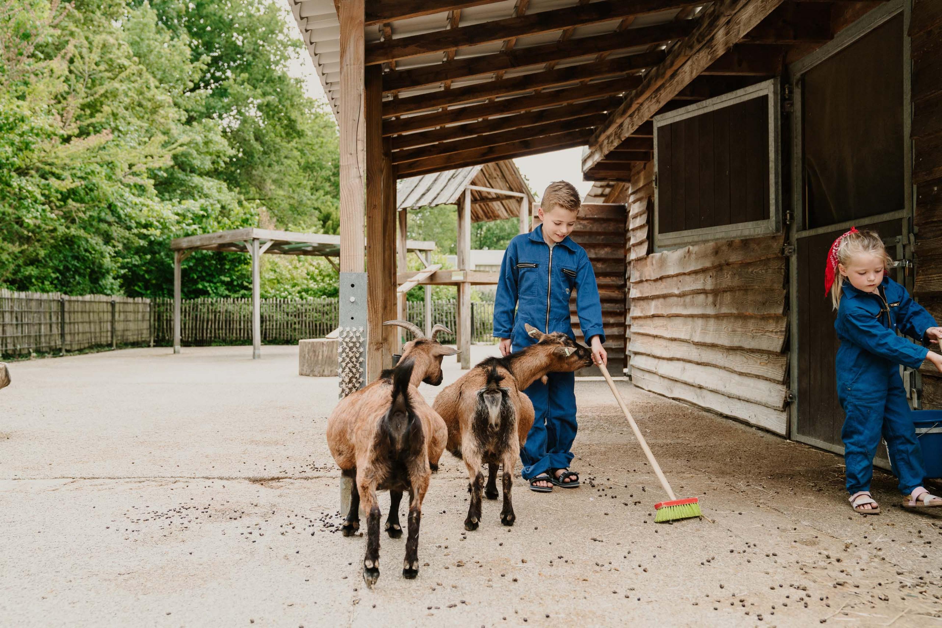Kinderen verzorgen de geiten in de kinderboerderij van Vakantiepark Dierenbos