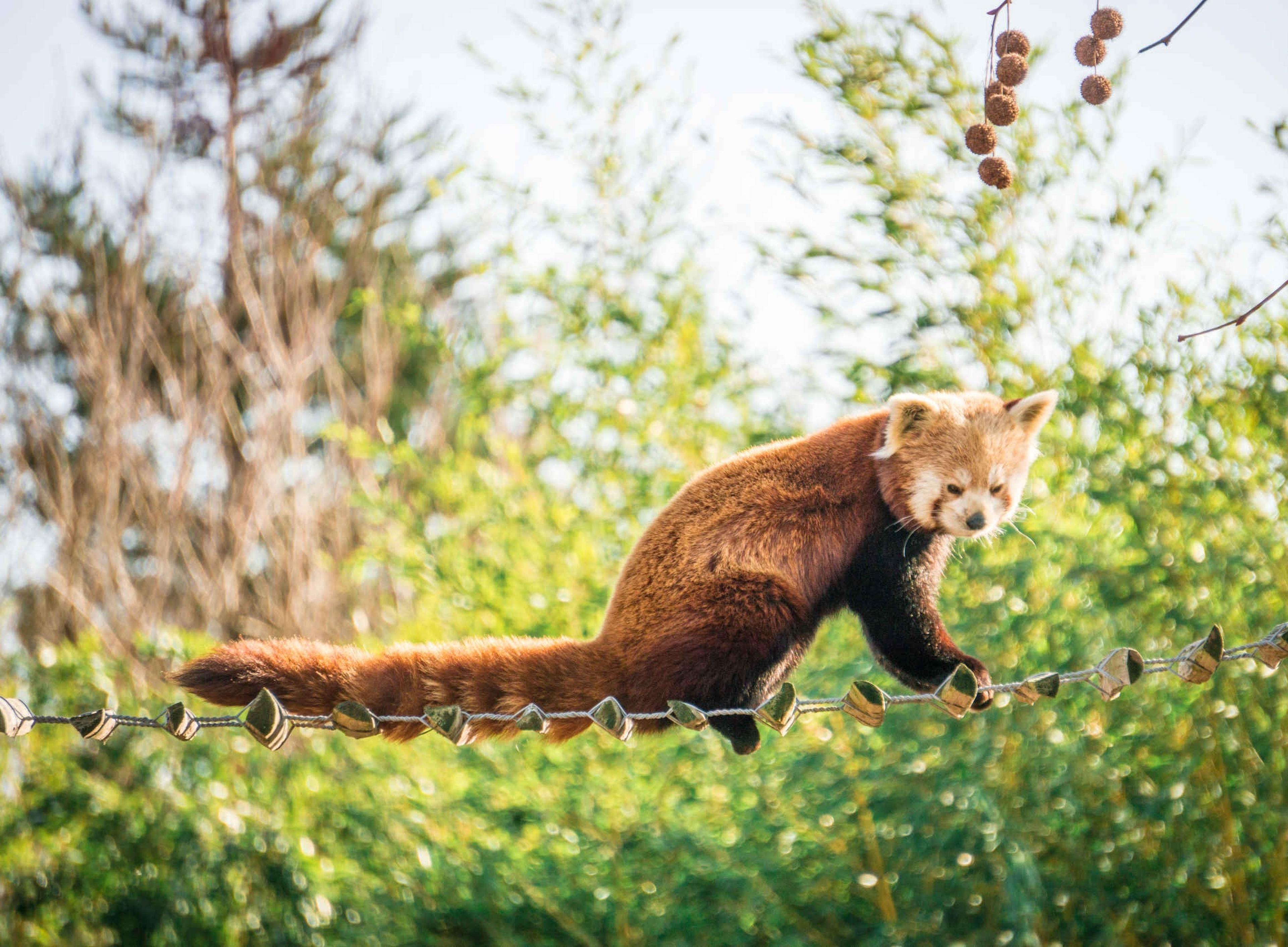 Een rode panda klimt op de brug bij ZooParc Overloon.