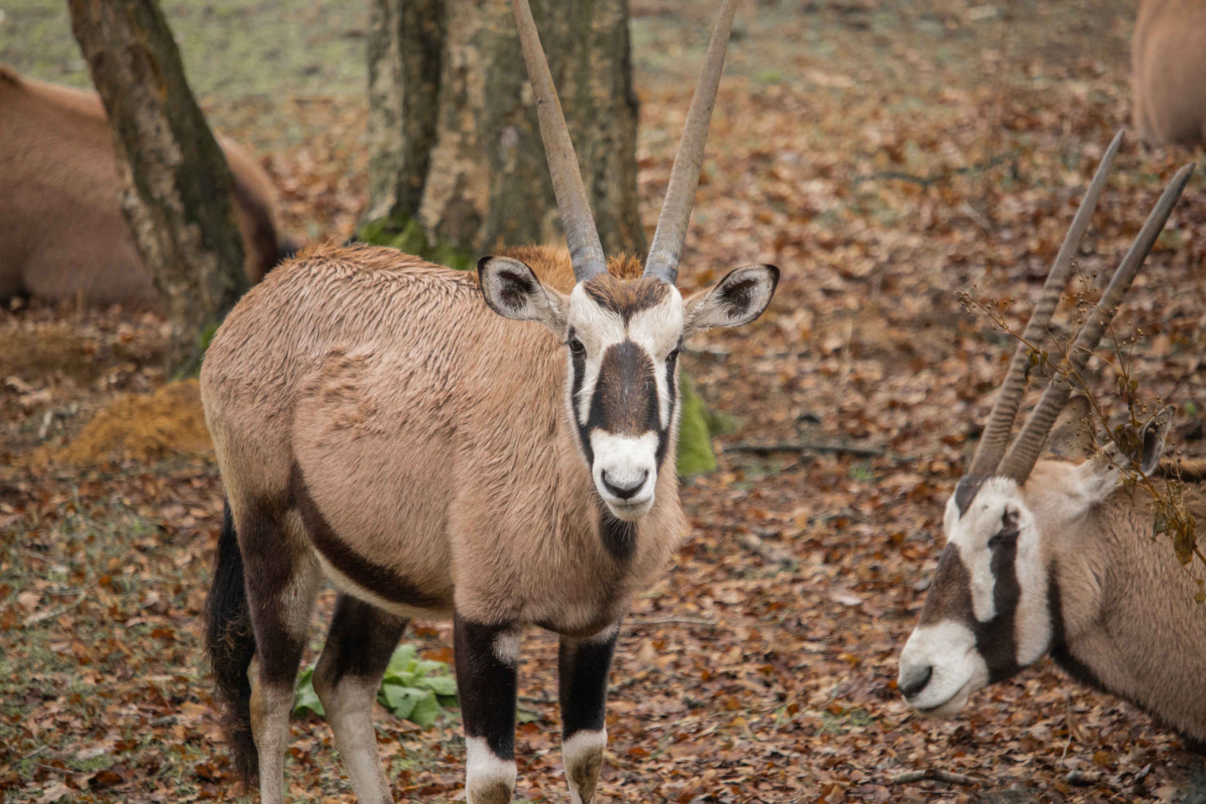 Gemsbok in de herfst in Safaripark Beekse Bergen