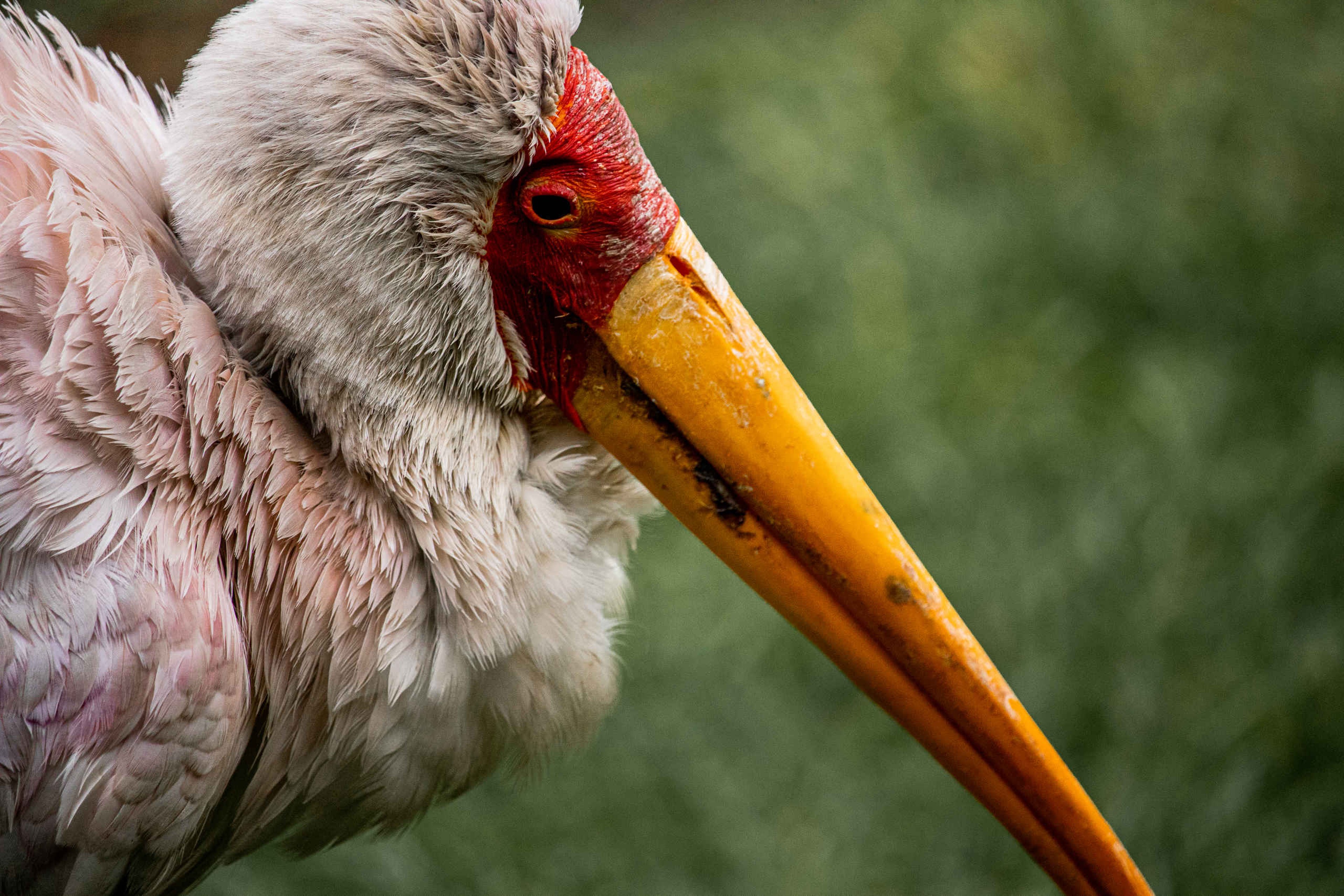 Close-up van de nimmerzat in Safaripark Beekse Bergen