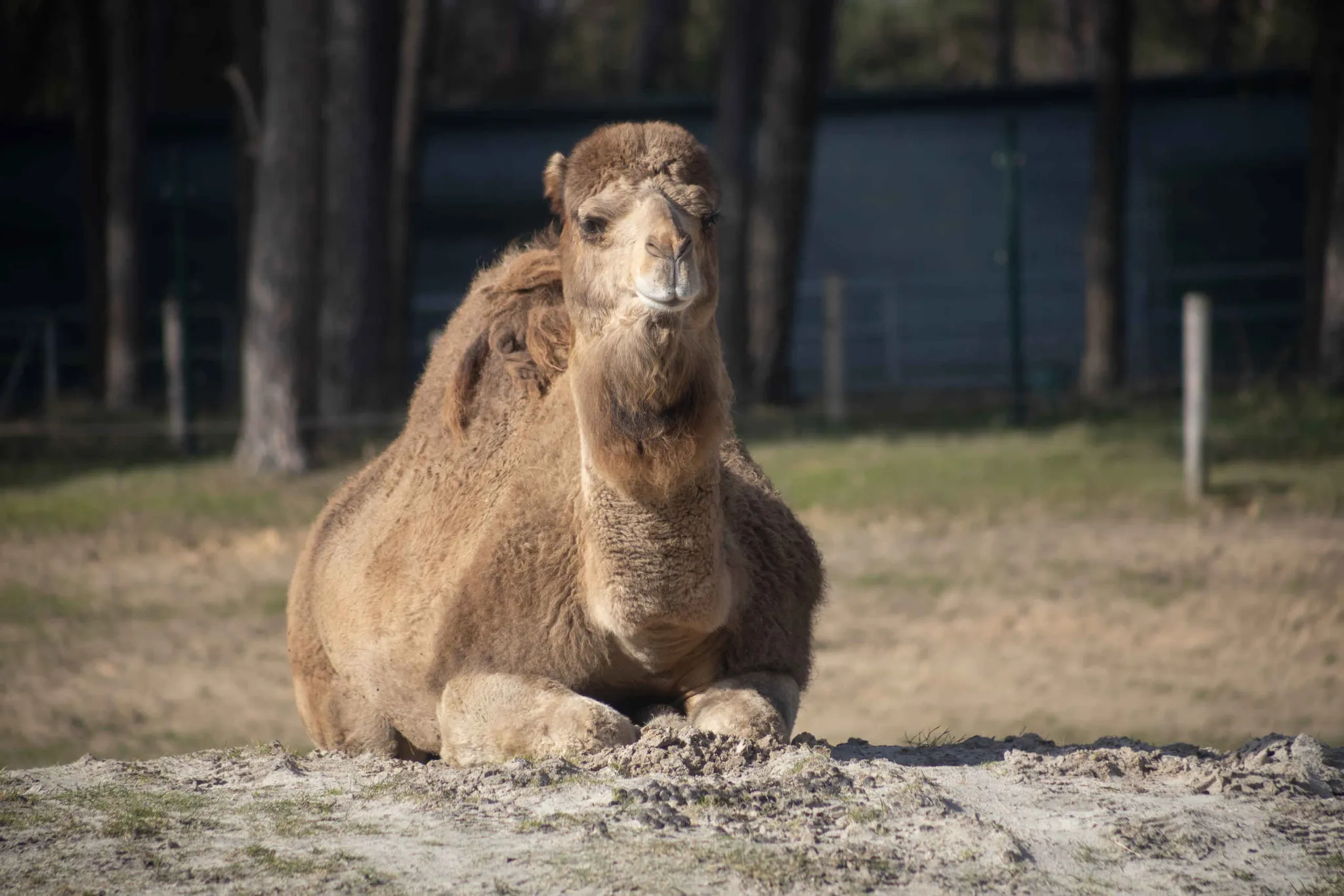 Dromedaris liggend op de savanne in Safaripark Beekse Bergen