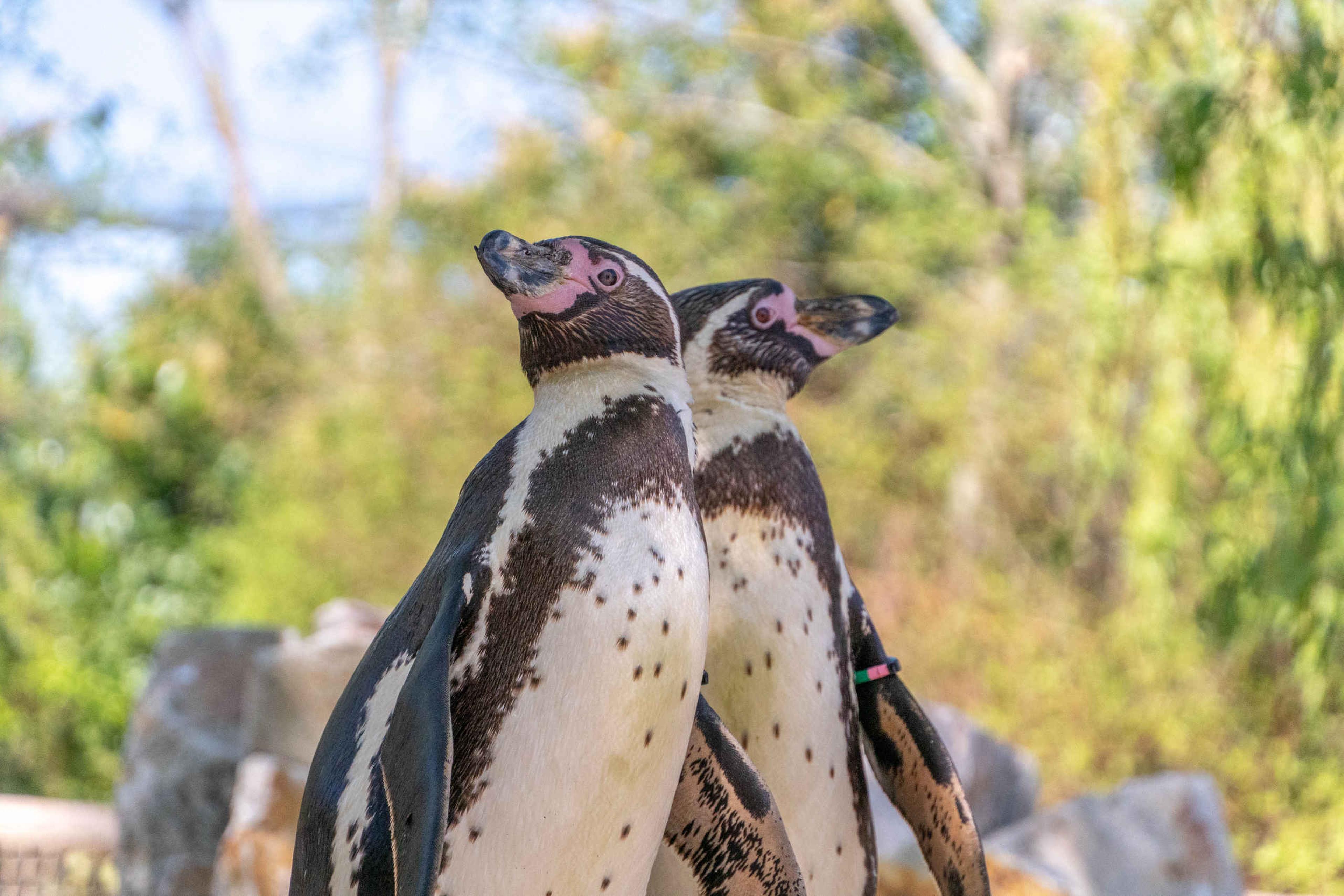 Twee humboldt pinguins in Eindhoven Zoo