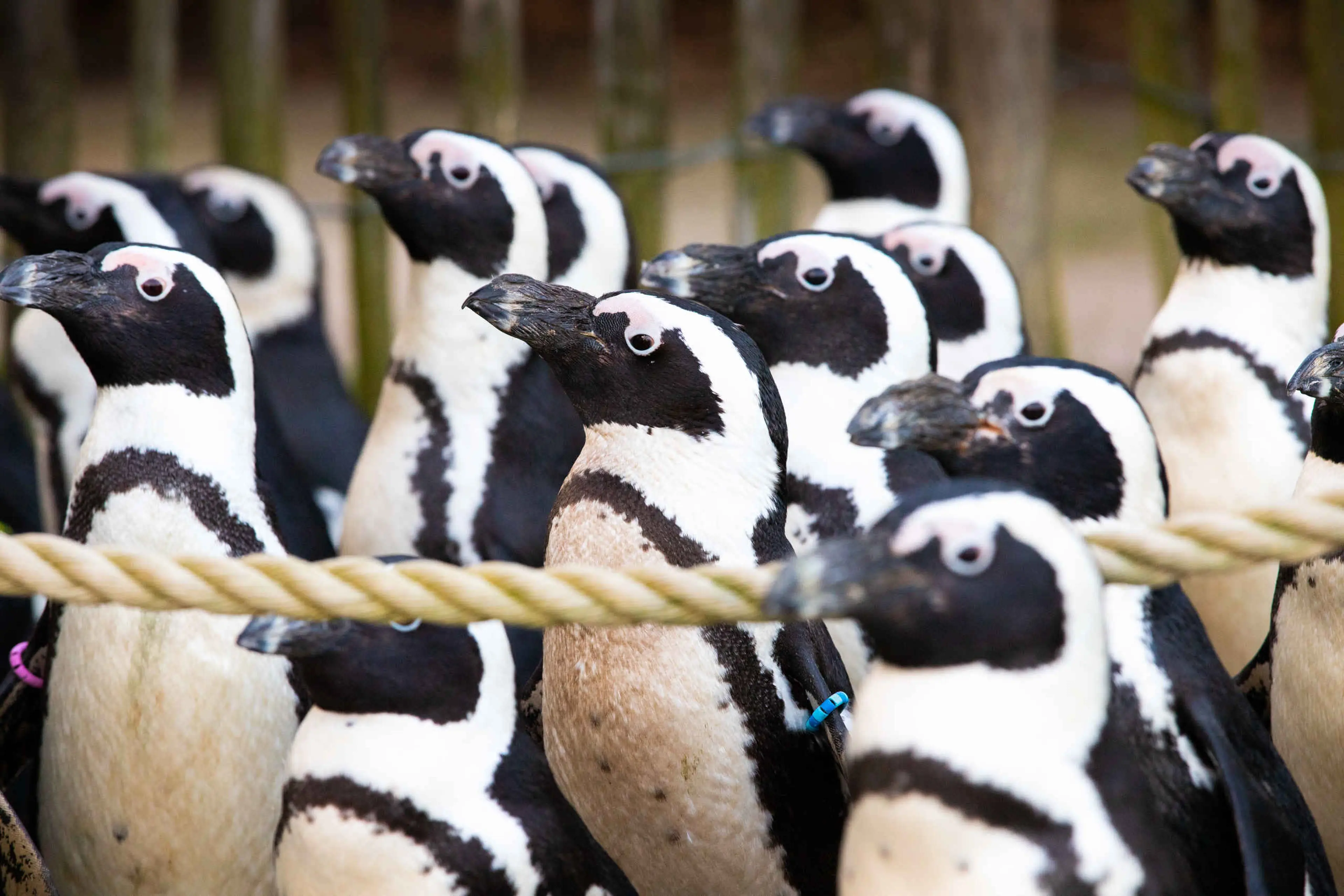 Een groep humboldtpinguïns bij AquaZoo Leeuwarden.