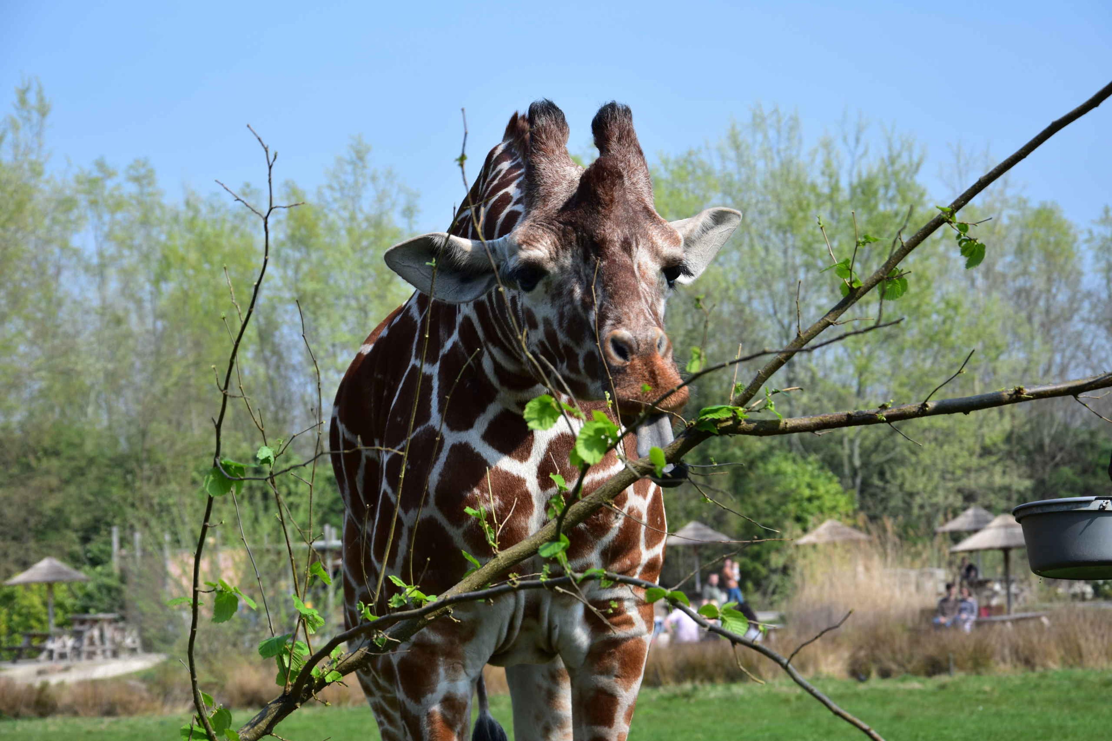 Een giraf eet bladeren van een tak bij ZooParc Overloon.