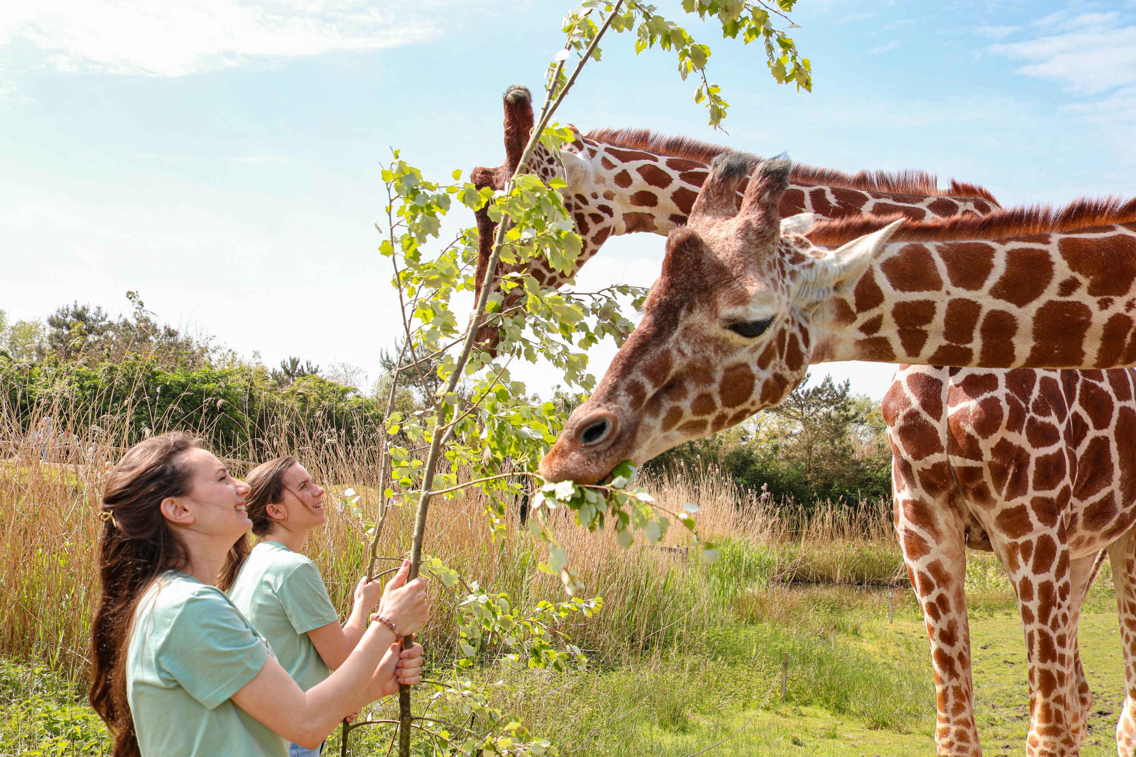 Twee deelnemers van Keeper for a Day voeren de netgiraffen bij ZooParc Overloon.