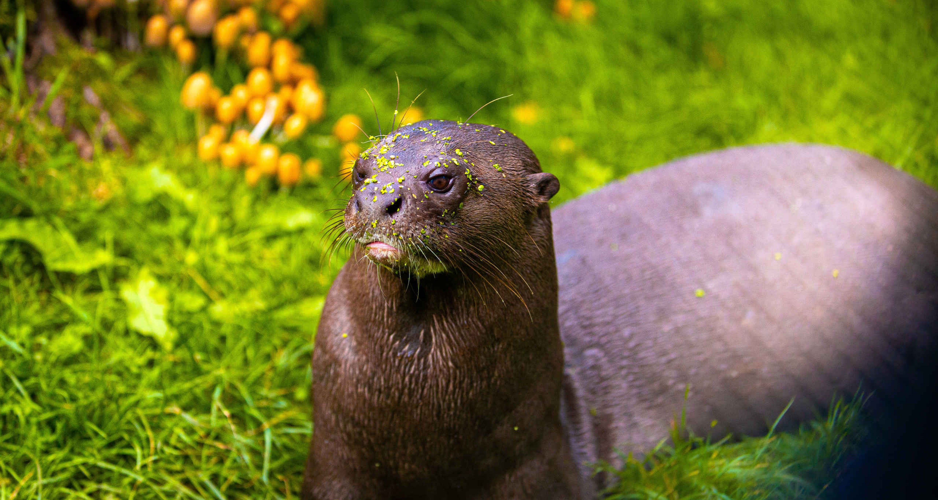 Een reuzenotter ligt in het gras bij AquaZoo Leeuwarden.
