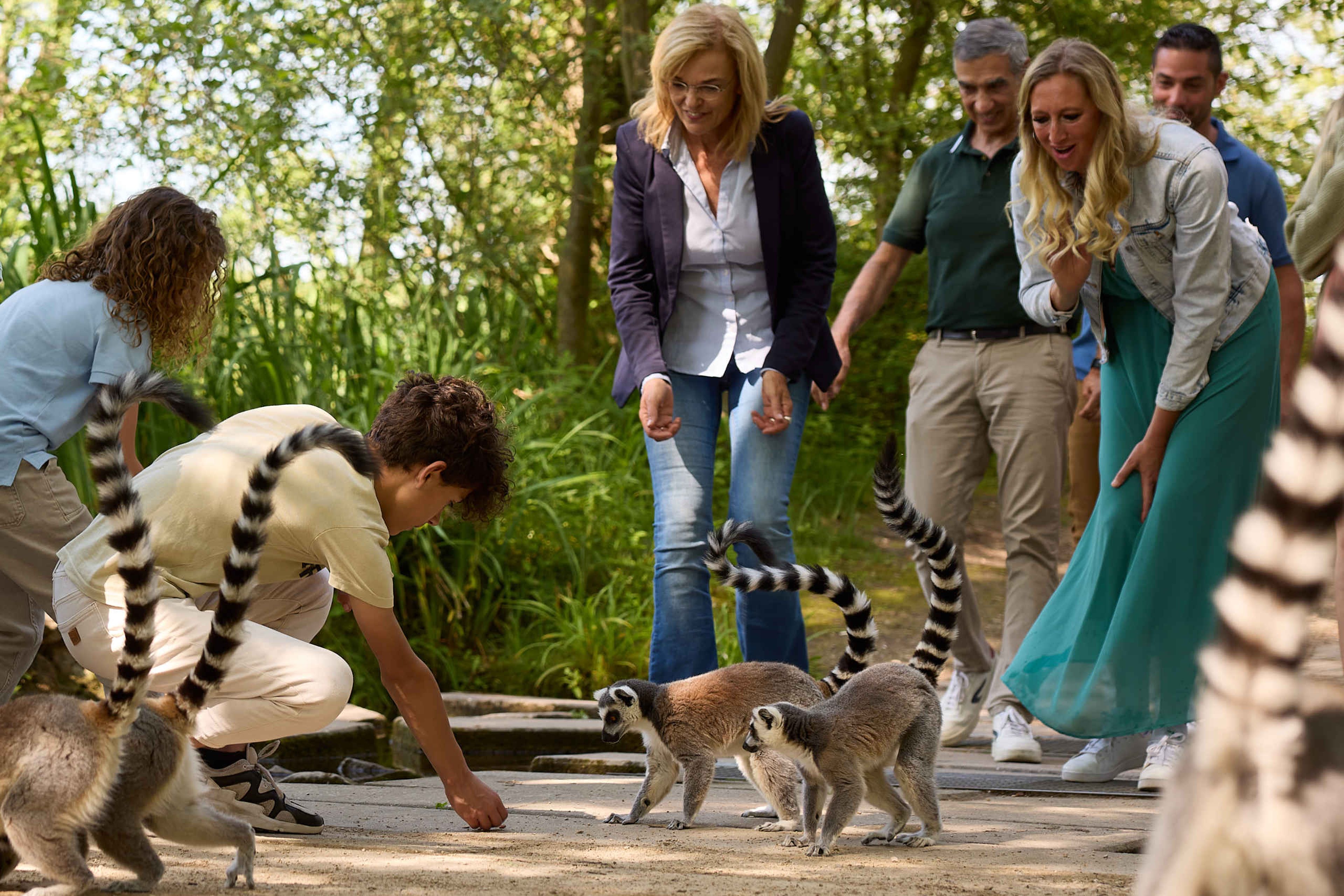 Wandelsafari ringstaartmaki gezin wandelt door gebied in Safaripark Beekse Bergen