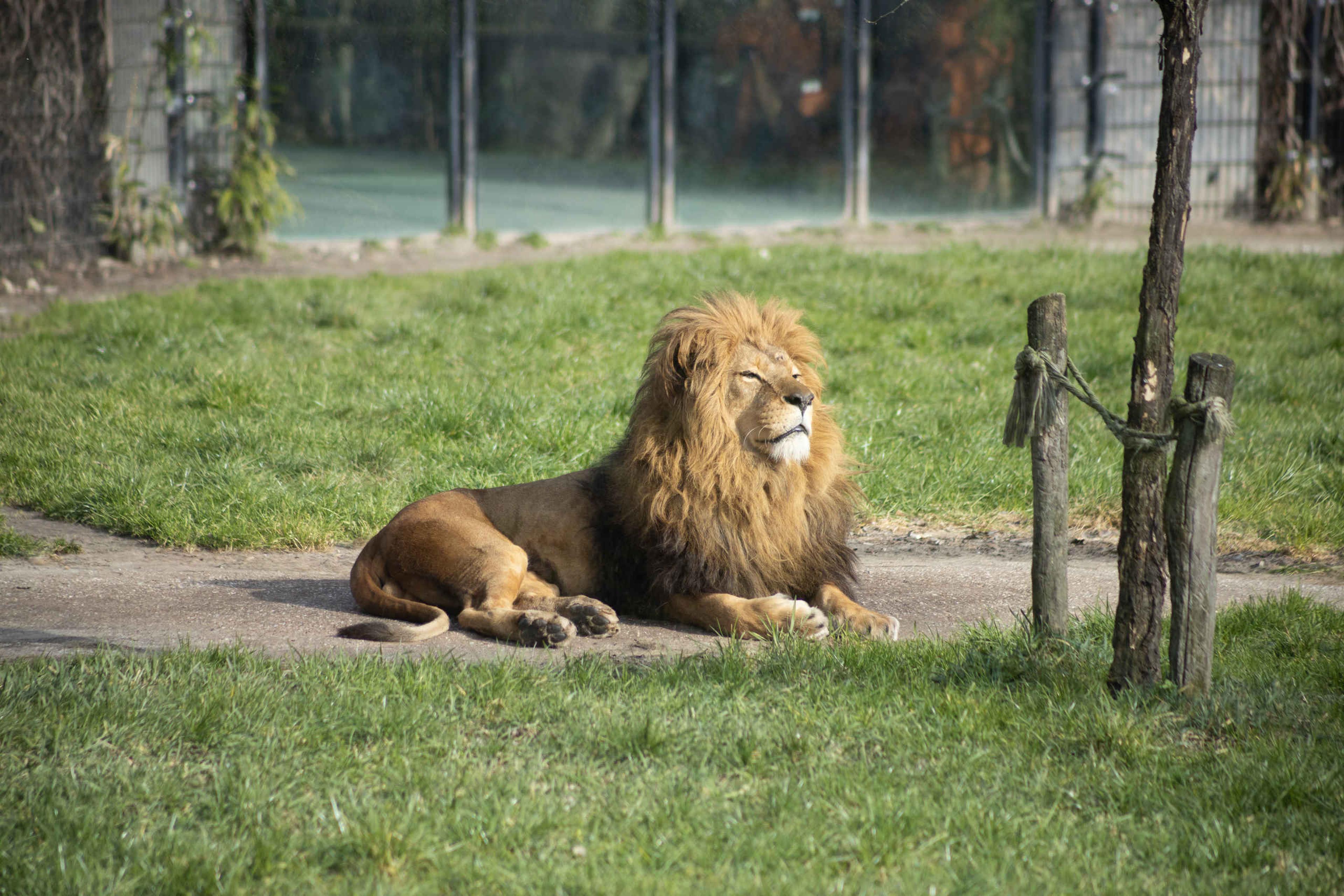Afrikaanse leeuw in zon op gras in Eindhoven Zoo