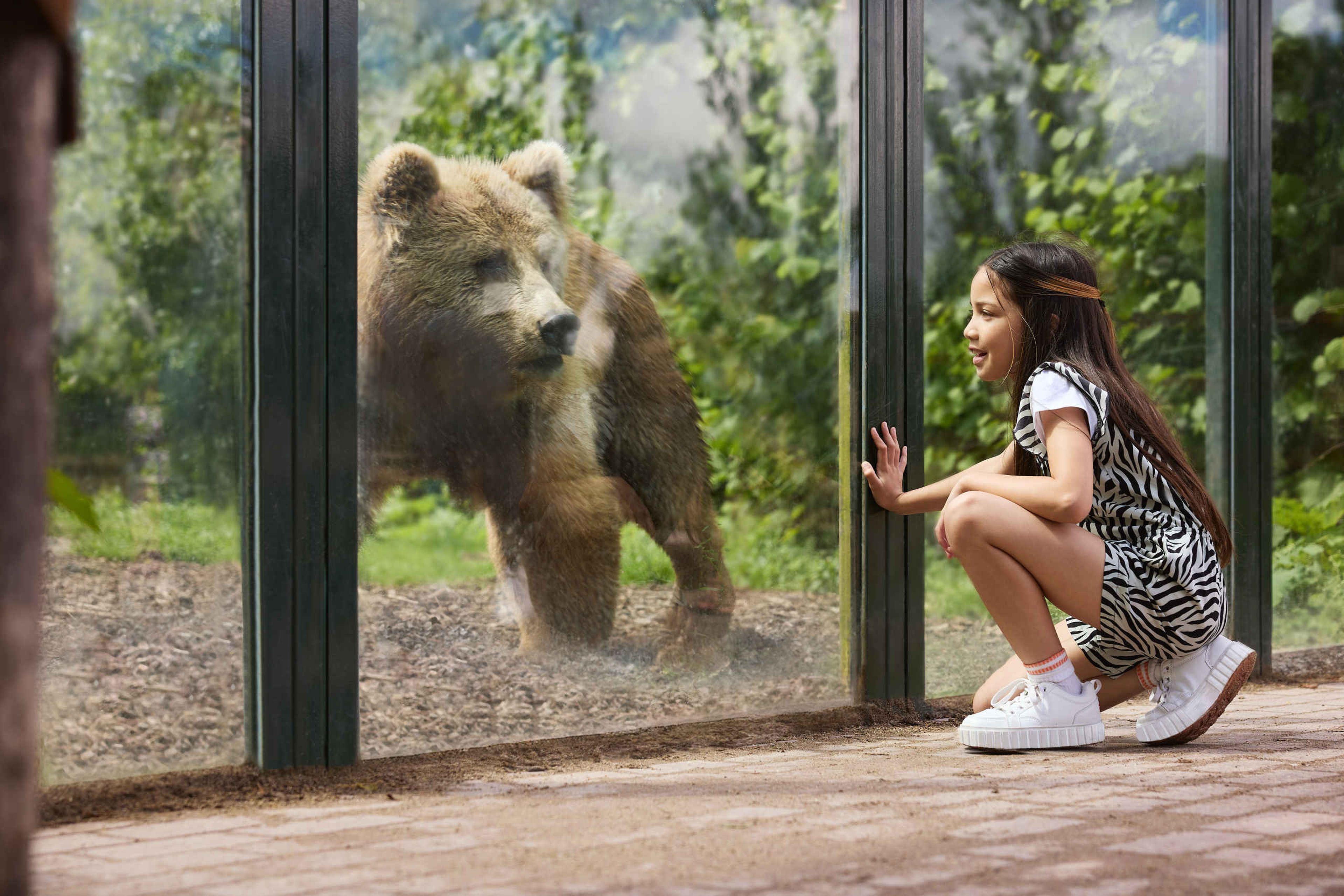 Een meisje kijkt in de zomer naar een bruine beer bij Eindhoven Zoo