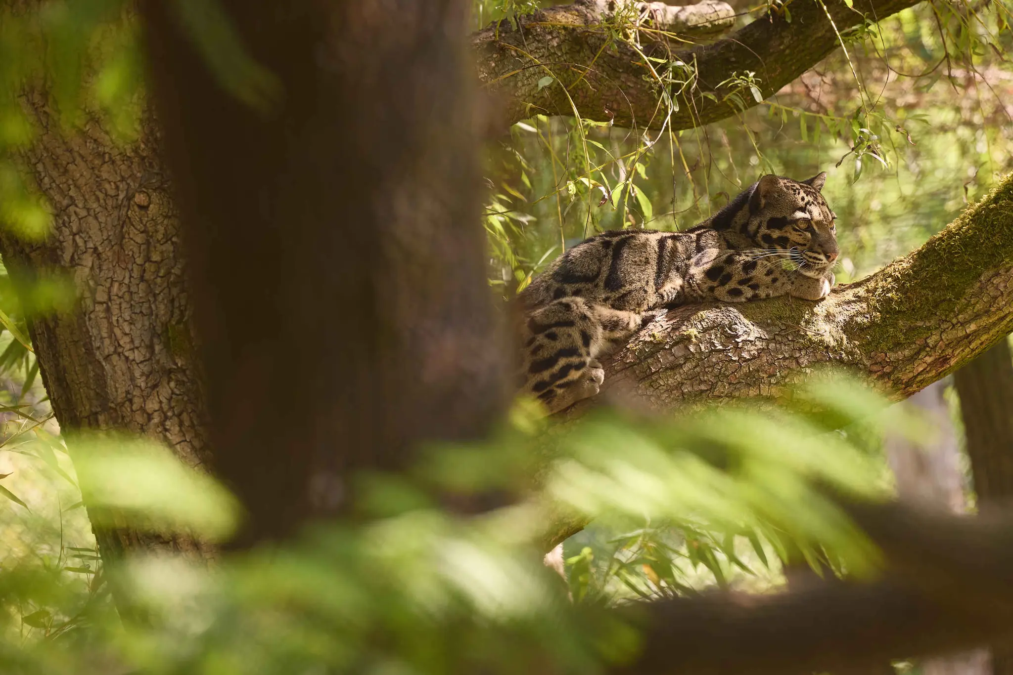 Een nevelpanter ligt in een boom bij ZooParc Overloon.