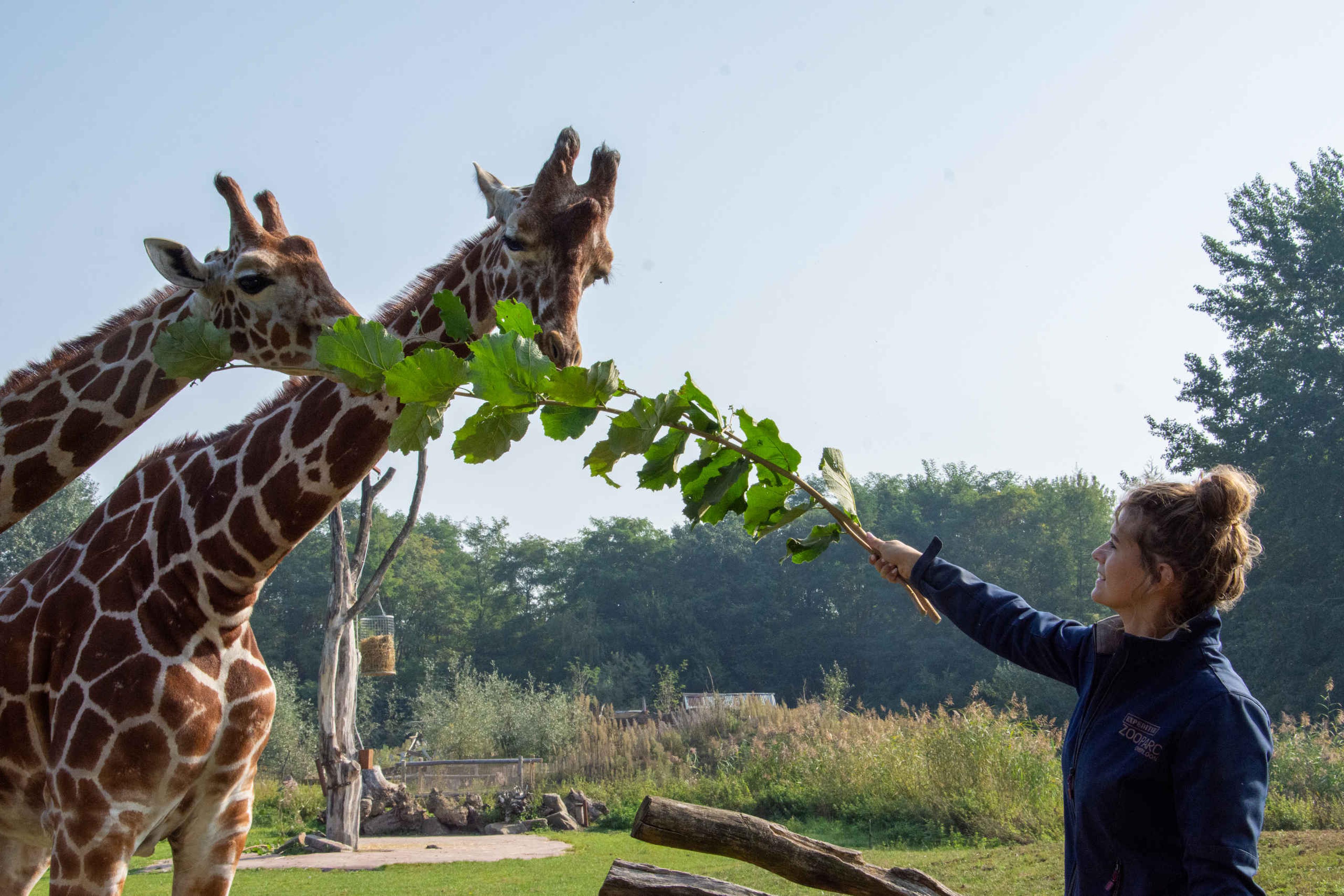 Personeel dierenverzorger giraffen vrouw ZooParc Overloon