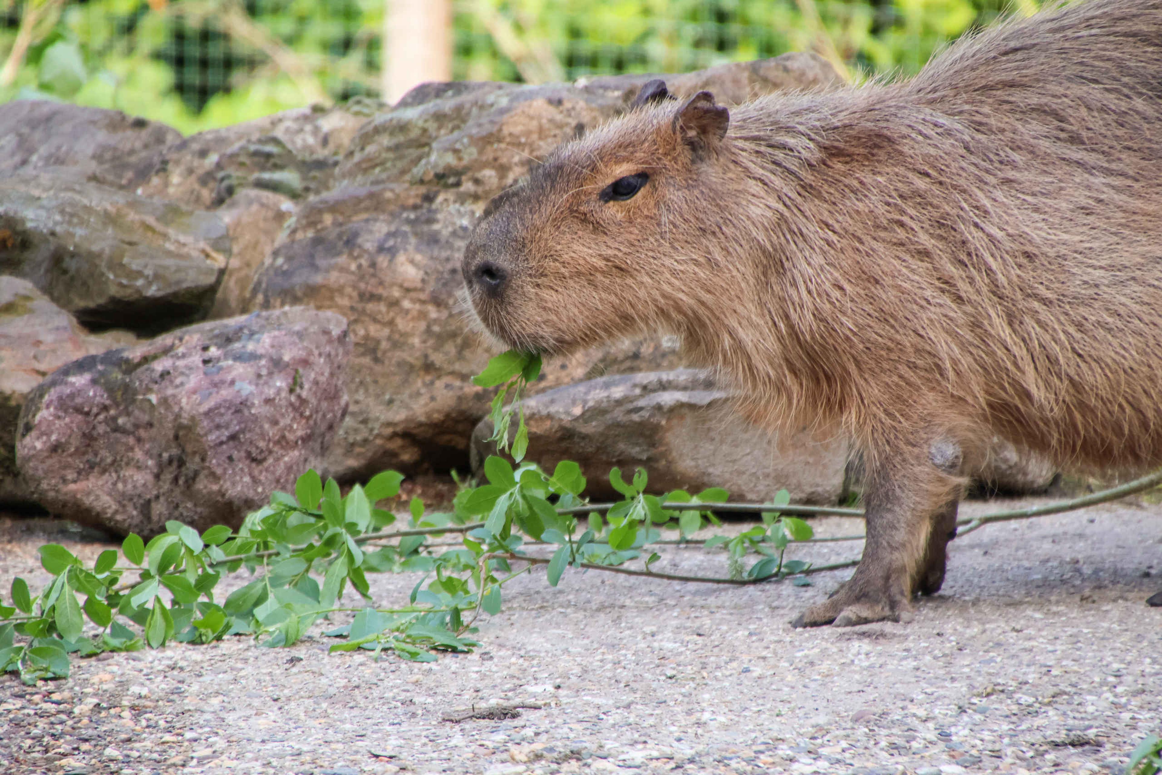 Een capibara eet bladeren in ZooParc Overloon