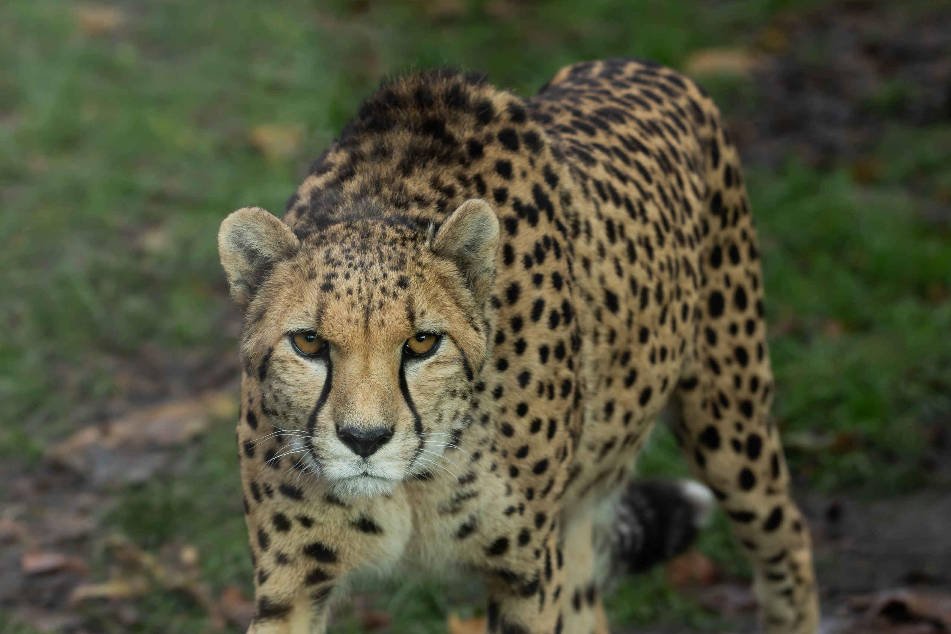 Een zuidelijke cheeta bij Eindhoven Zoo.