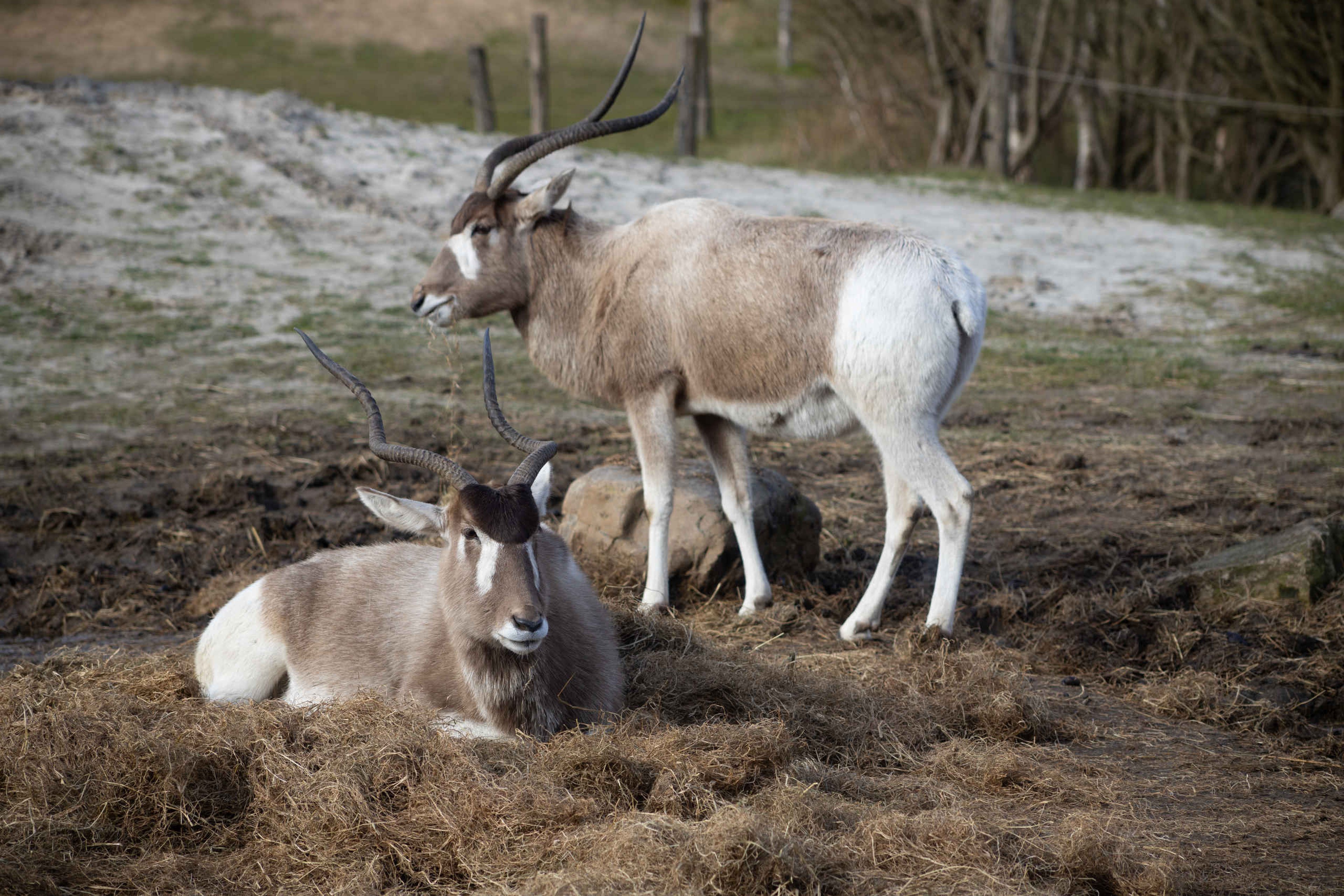 Addax buiten op het hooi langs de autosafari bij Safaripark Beekse Bergen