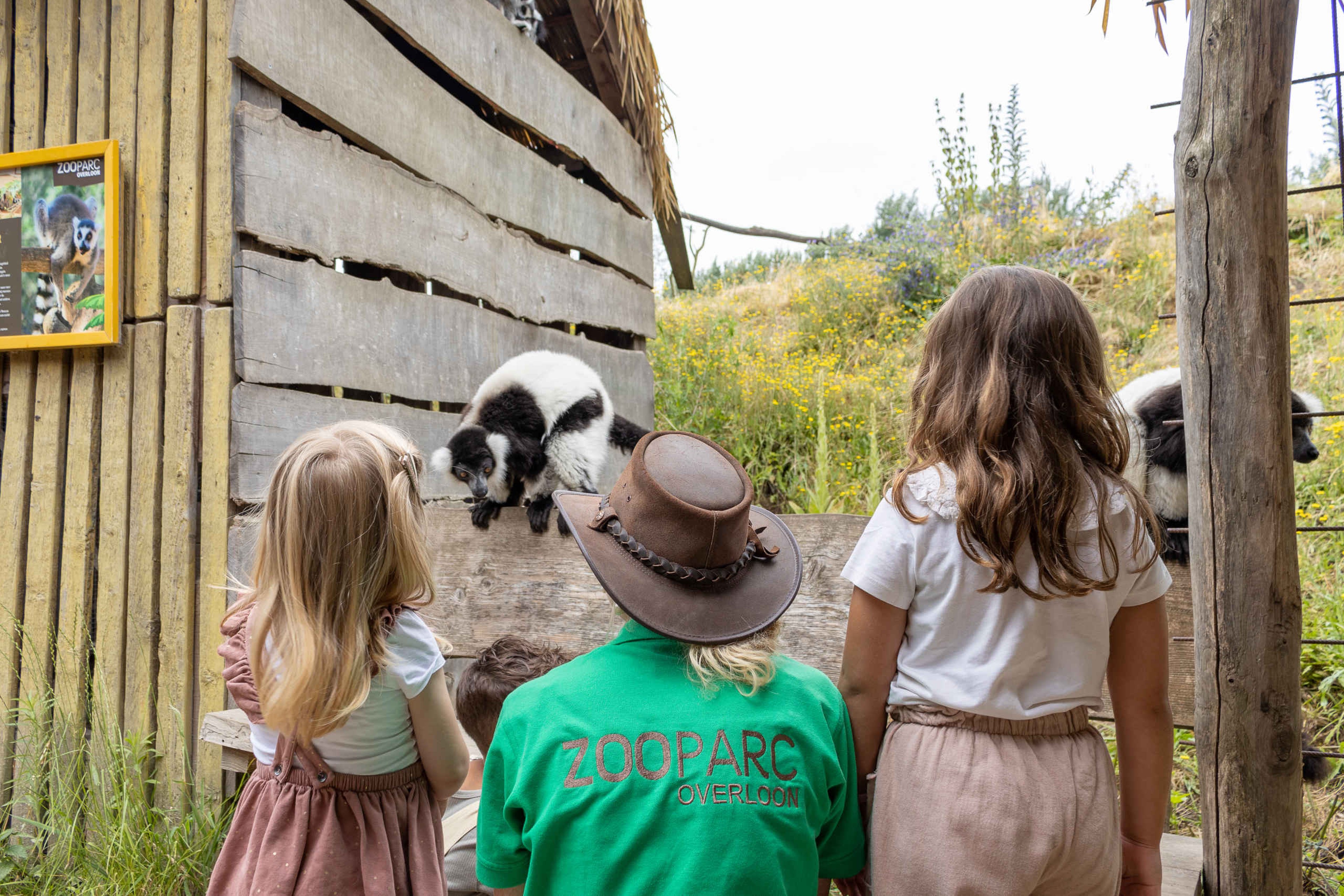 Een vrijwilliger van Stichting Wildlife vertelt twee kinderen meer over de bonte vari bij ZooParc Overloon.