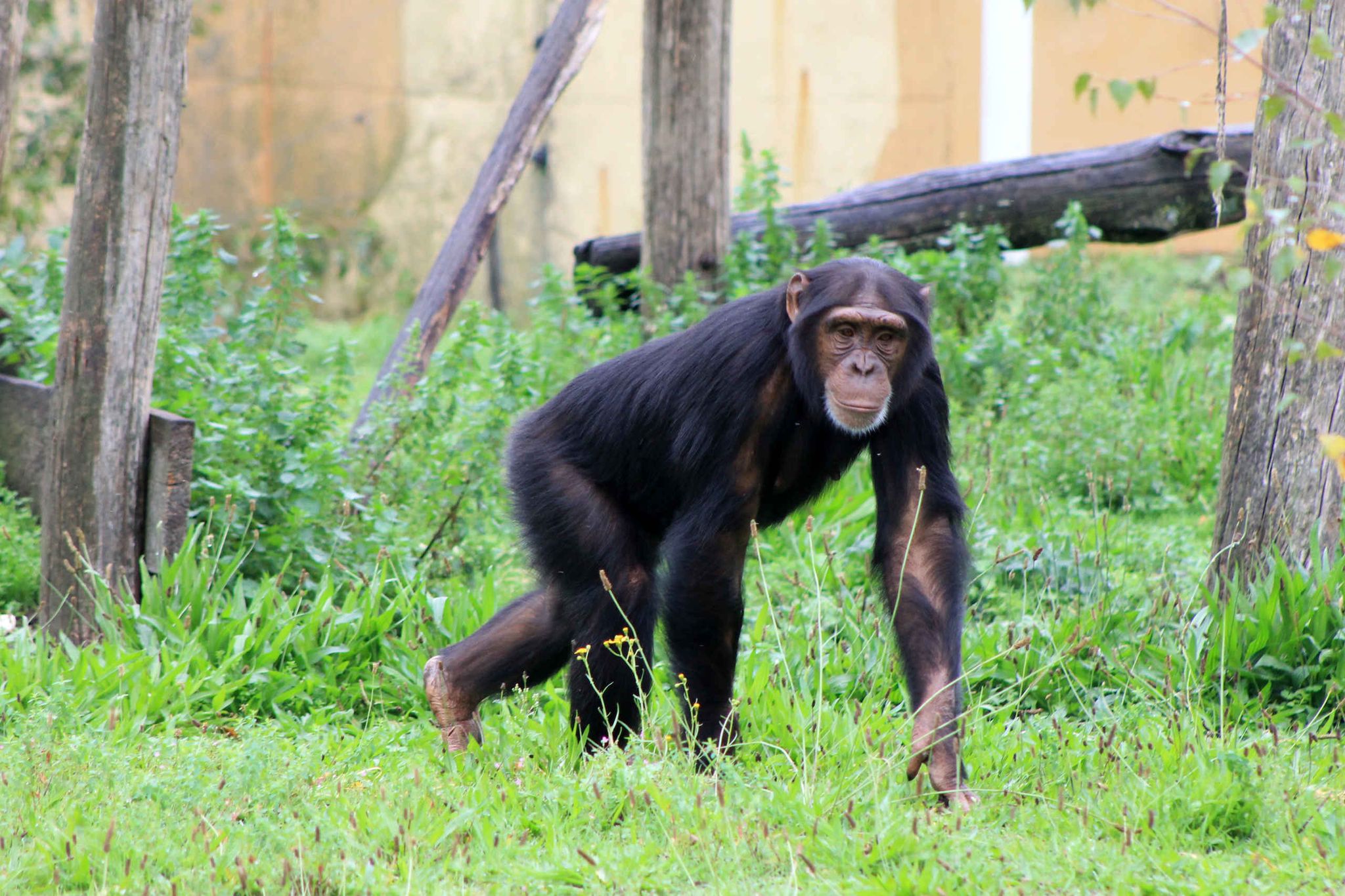 Chimpansee loopt in verblijf in Safaripark Beekse Bergen