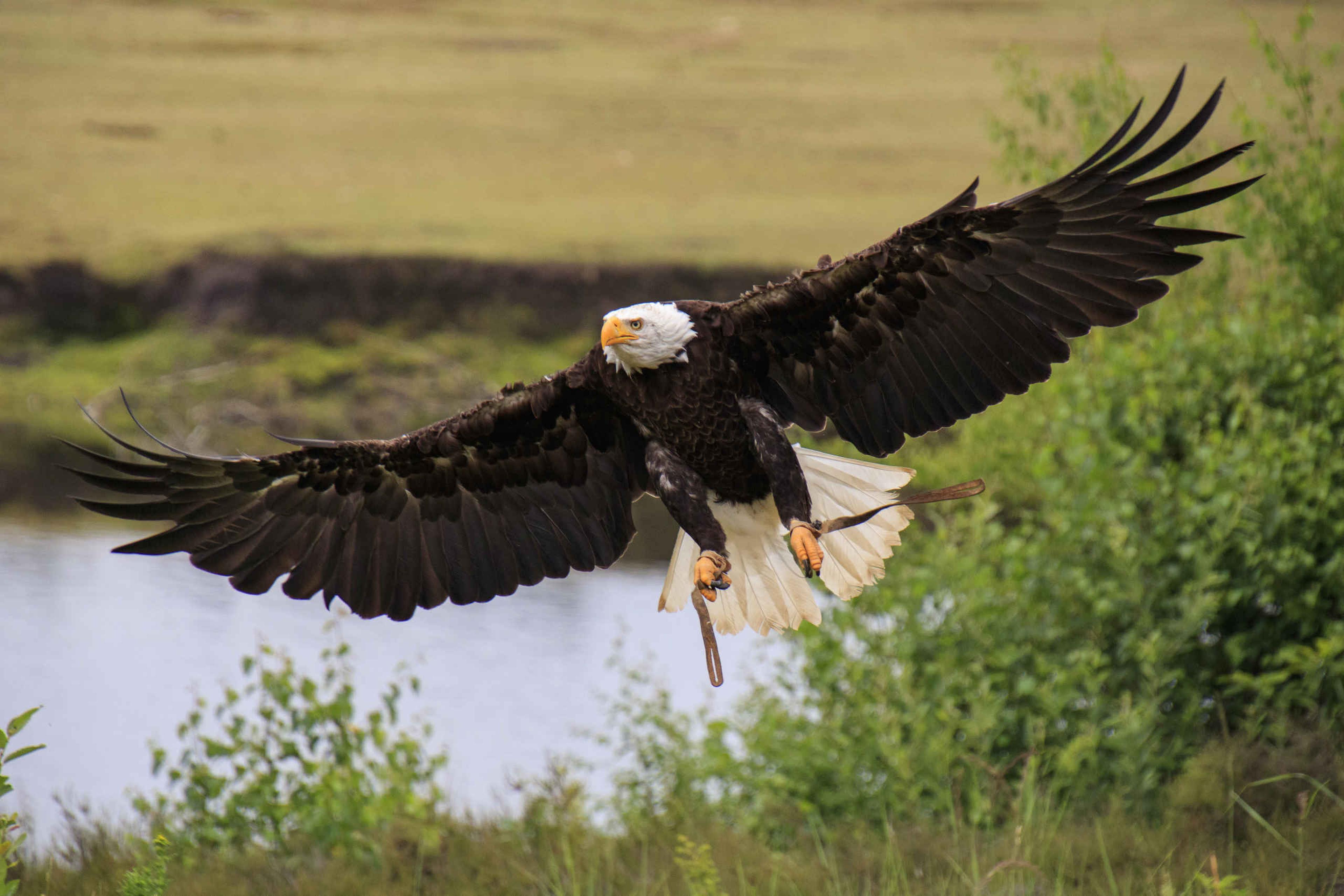 Amerikaanse zeearend tijdens de roofvogelsafari in Safaripark Beekse Bergen