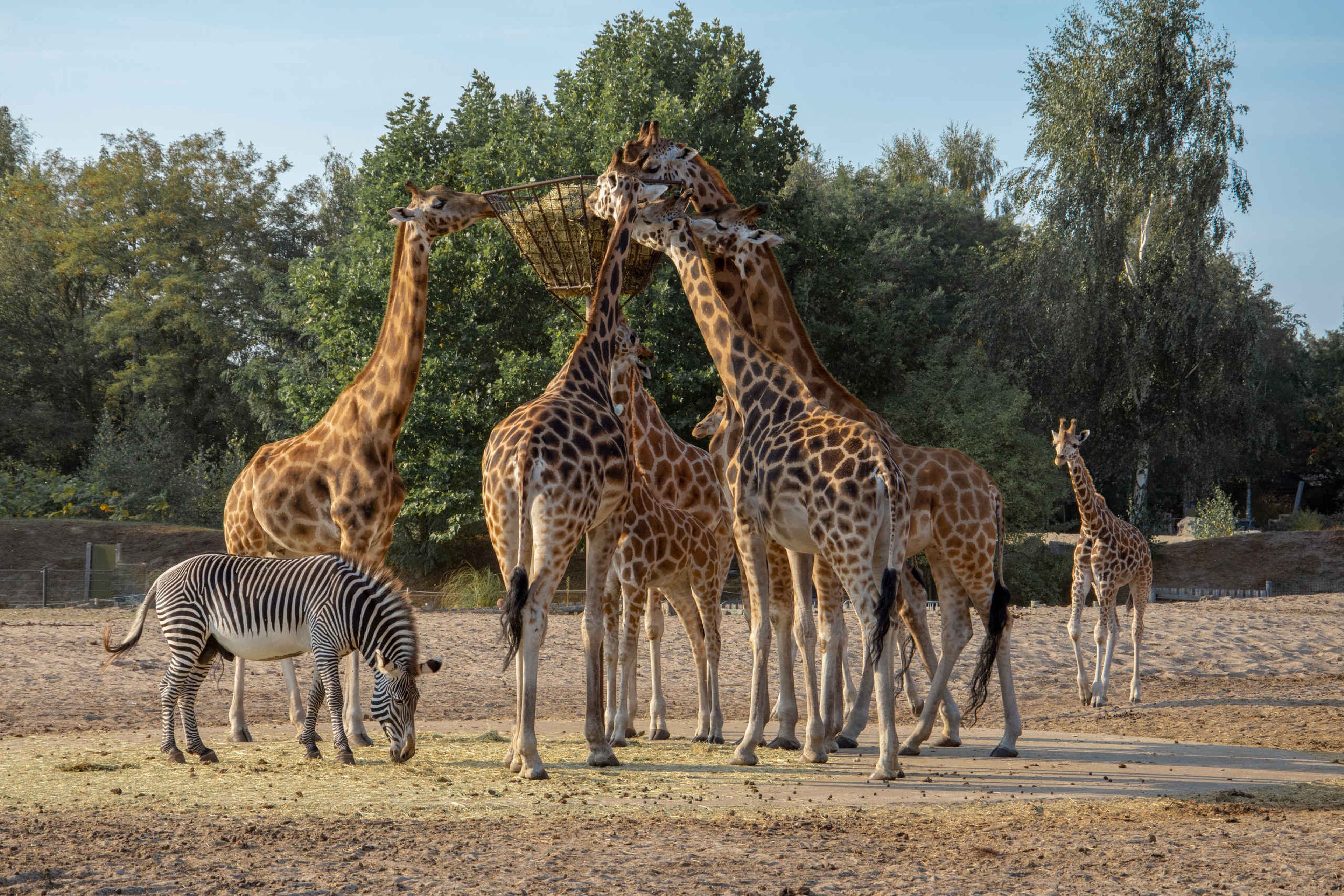 Zebra en giraffen langs de autosafari bij de voederbak in Safaripark Beekse Bergen