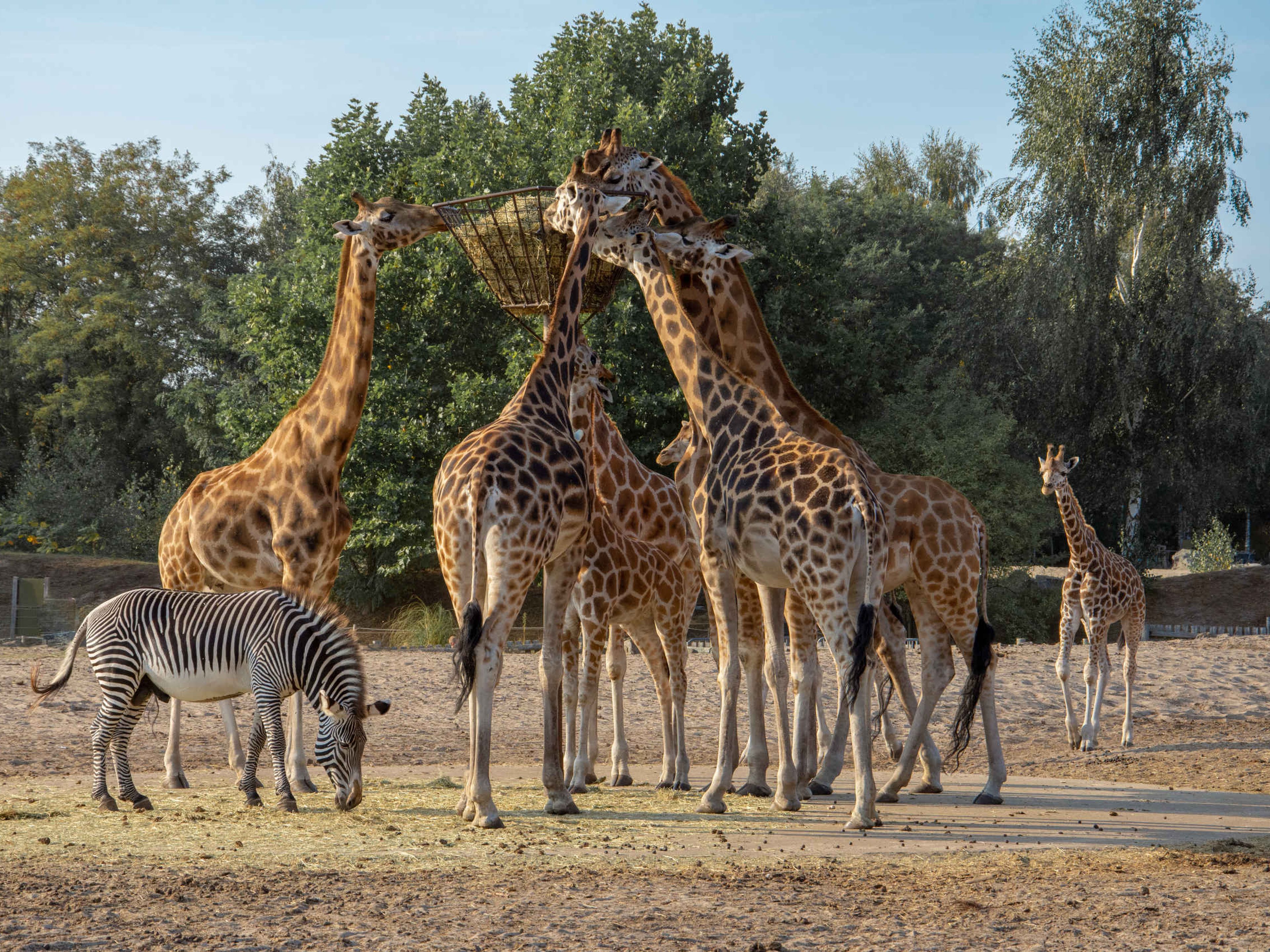 Zebra en giraffen langs de autosafari bij de voederbak in Safaripark Beekse Bergen