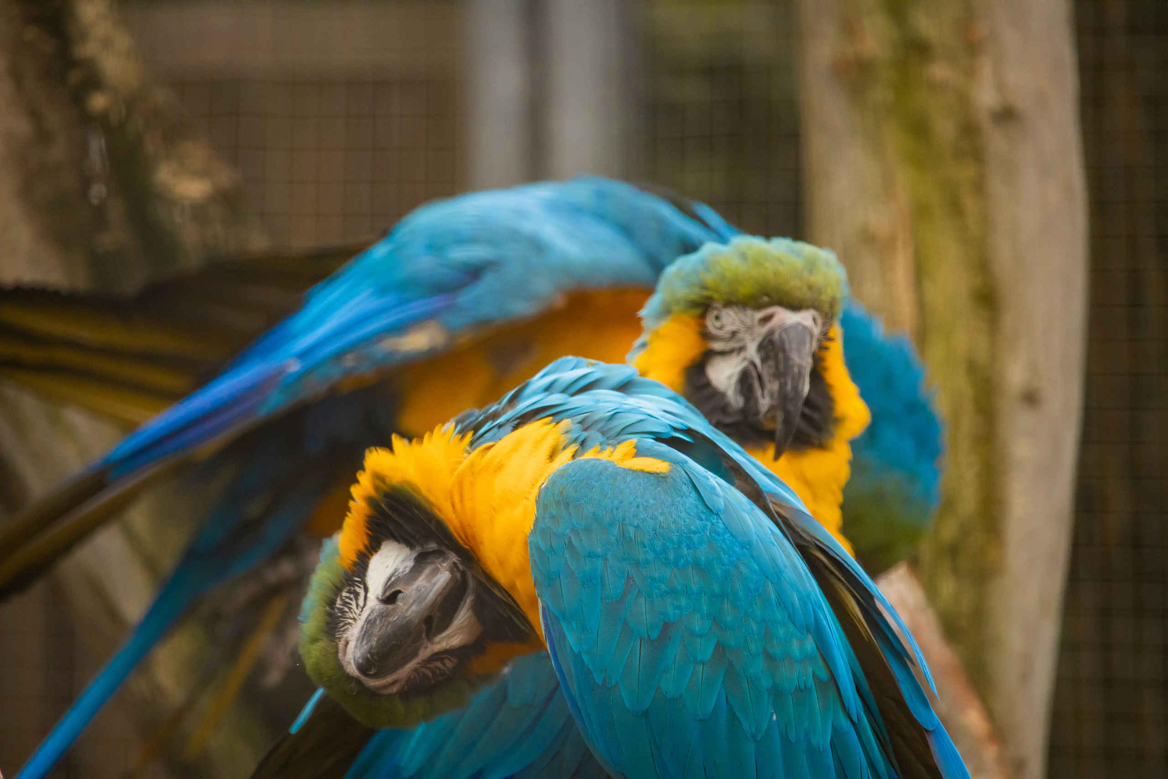 Drie blauwgele ara's zitten samen op een tak bij Eindhoven Zoo.
