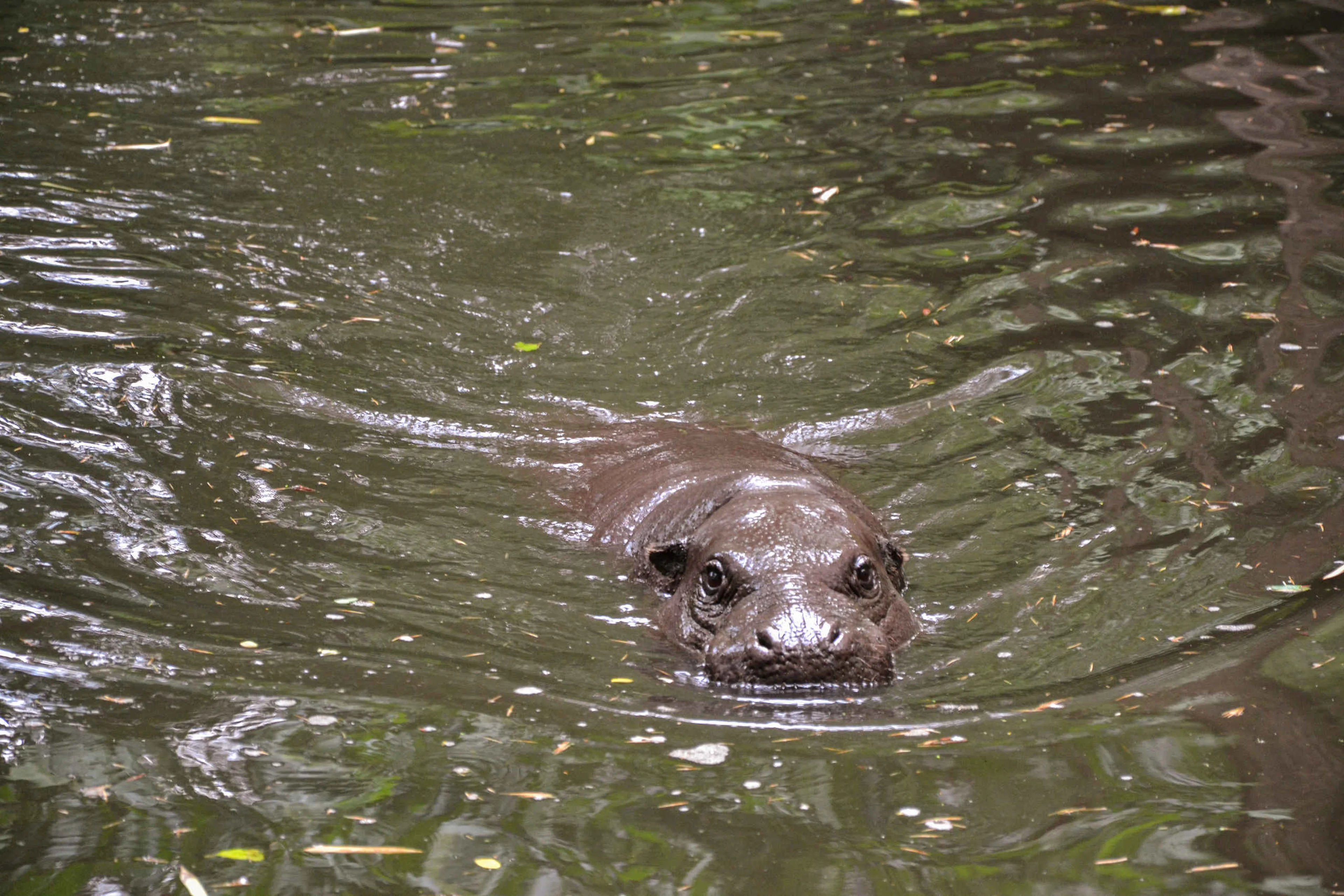 Dwergnijlpaard in water zwemmen ZooParc Overloon