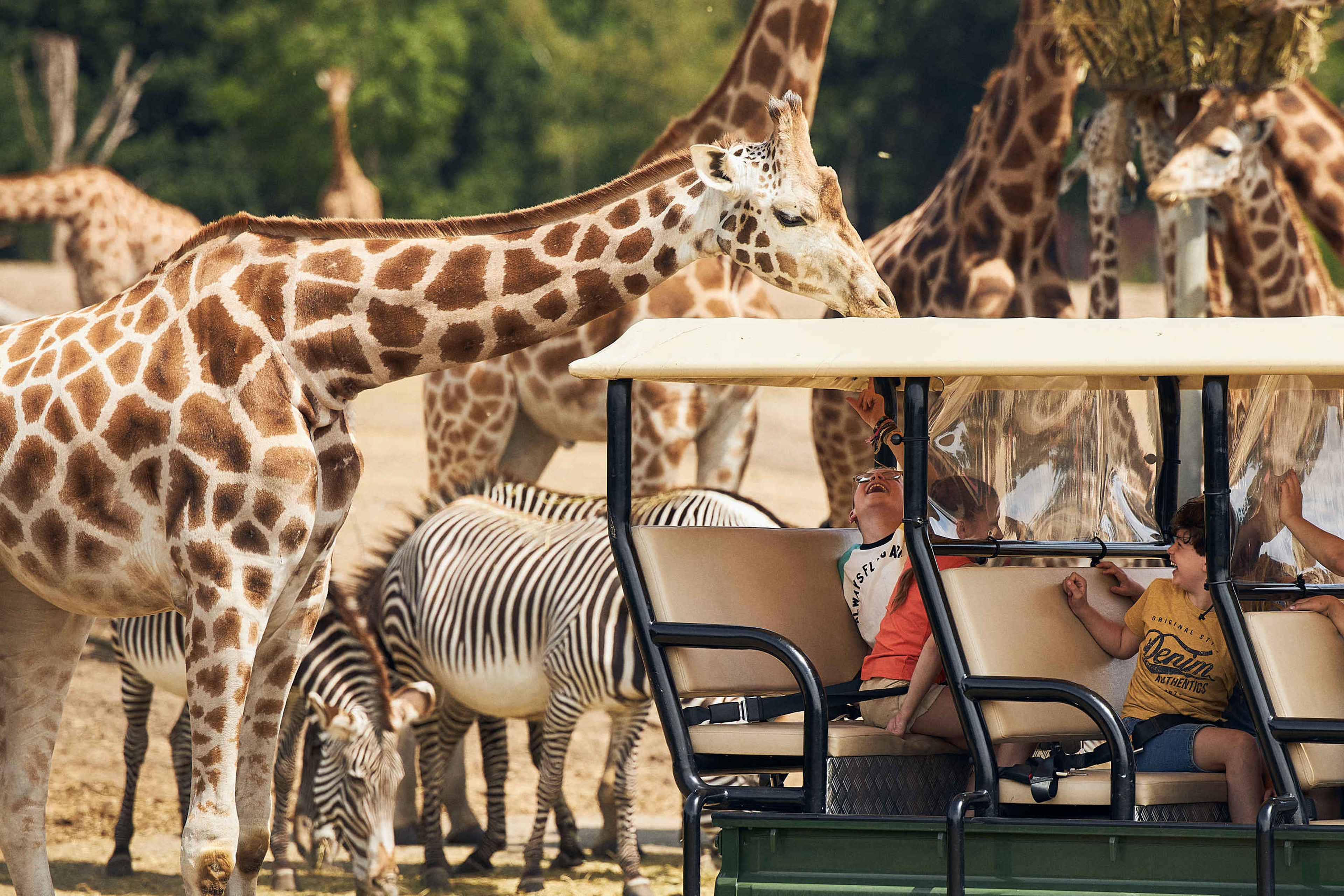 Giraffen en zebra's tijdens het kinderfeestje gamedrive Safaripark Beekse Bergen