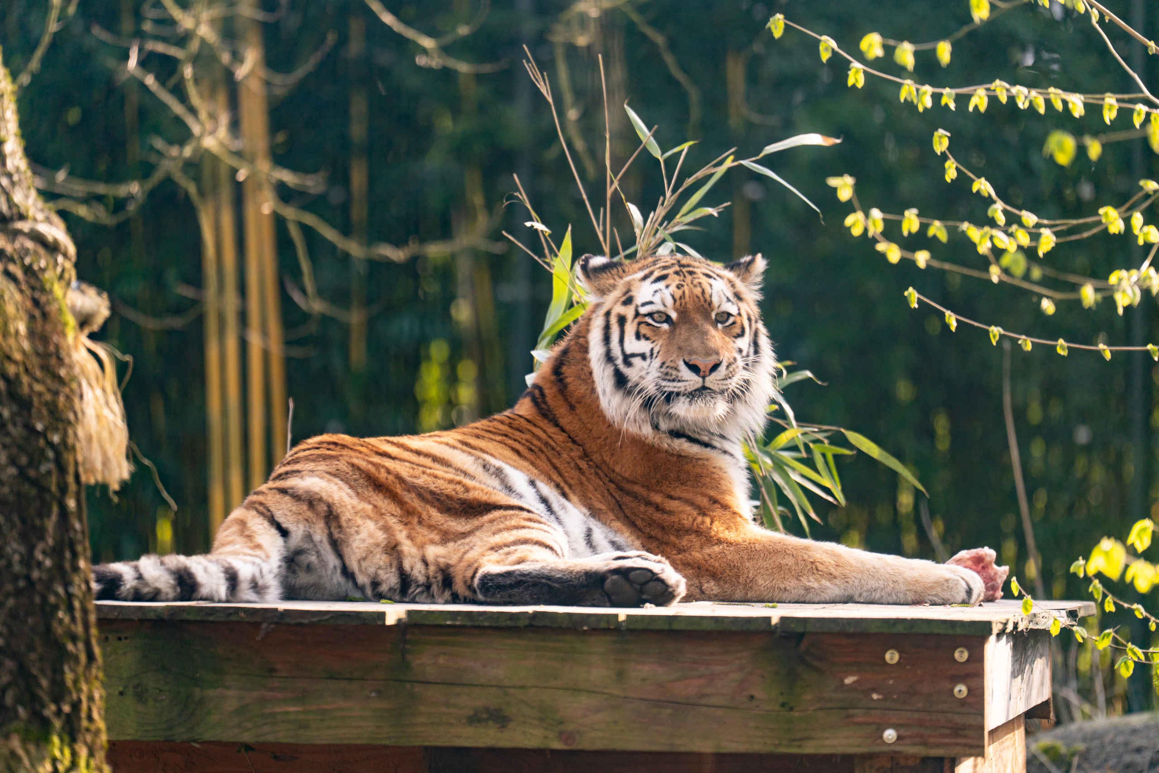 Een amoertijger liggend op een plateau in zijn verblijf in ZooParc Overloon