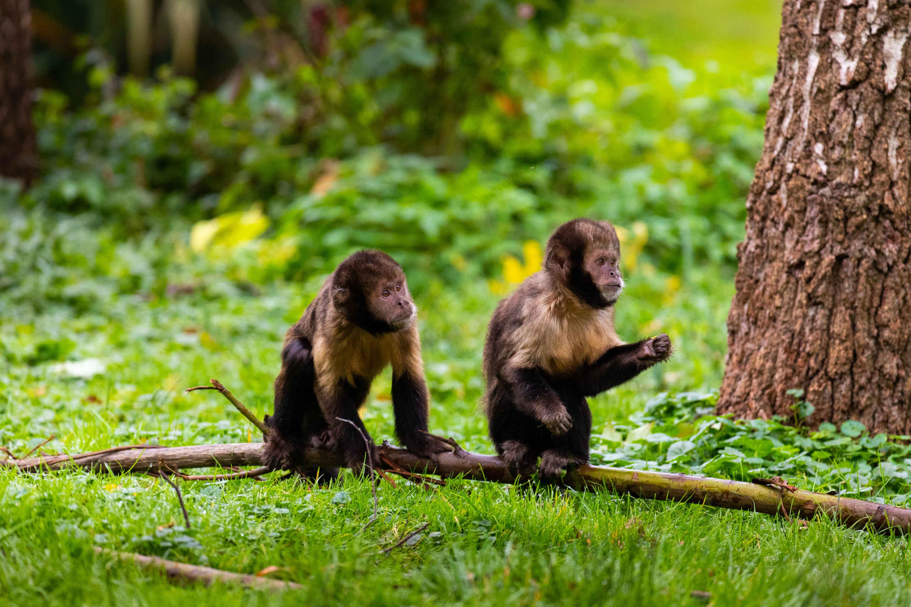 Twee geelborstkapucijnapen zitten in het gras bij AquaZoo Leeuwarden