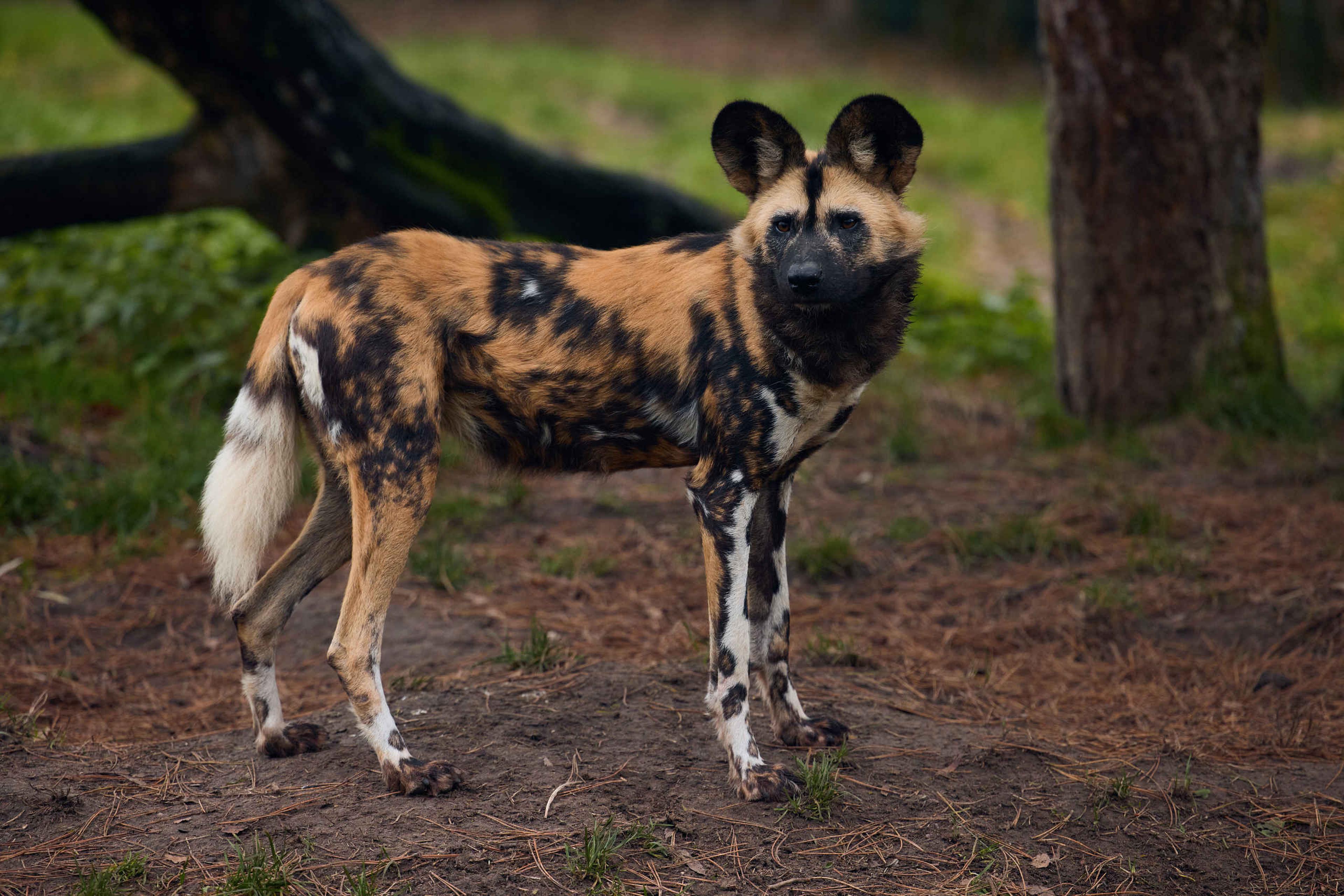 Een Afrikaanse wilde hond in ZooParc Overloon