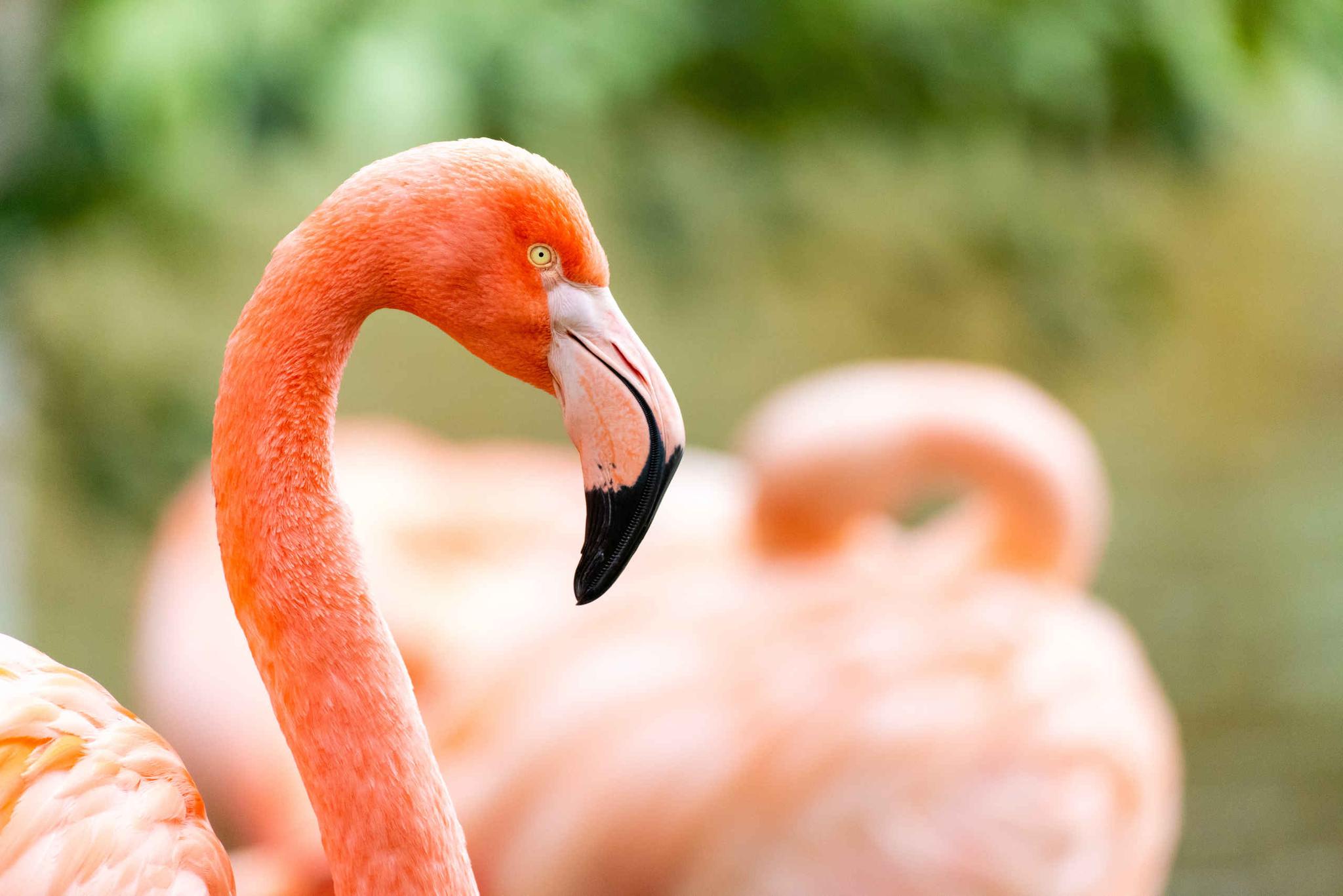 Close-up van een flamingo in AquaZoo Leeuwarden