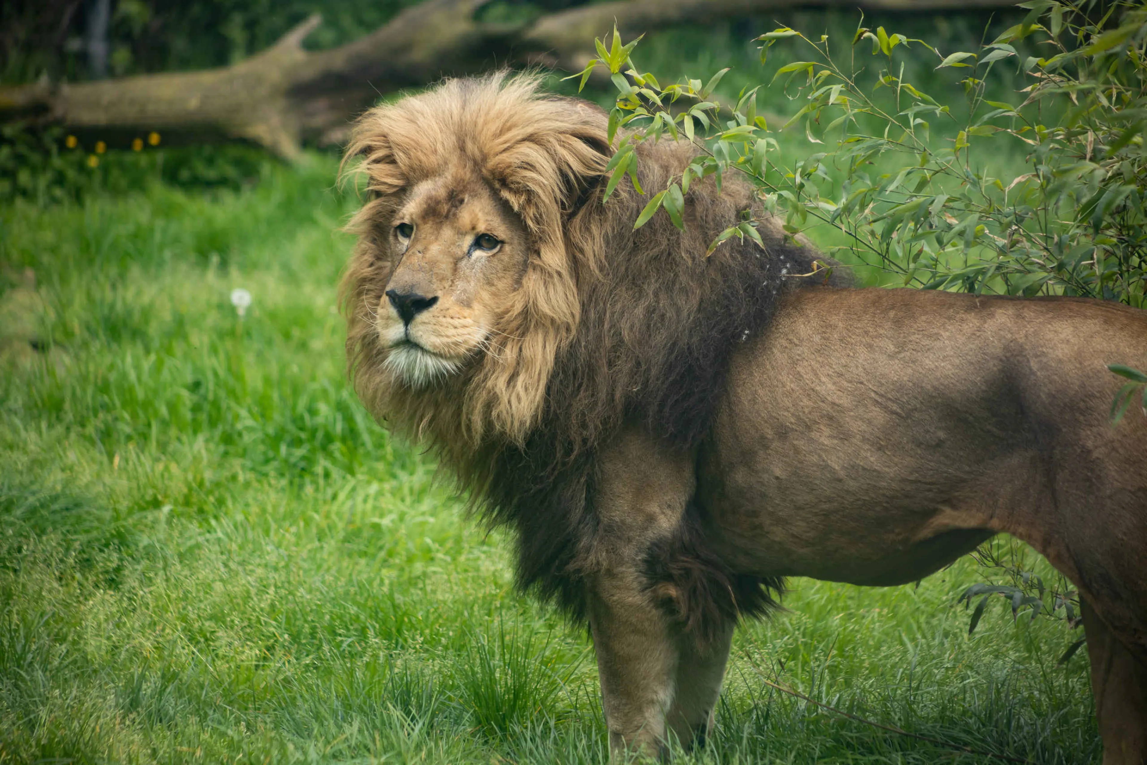 Afrikaanse leeuw gras Eindhoven Zoo