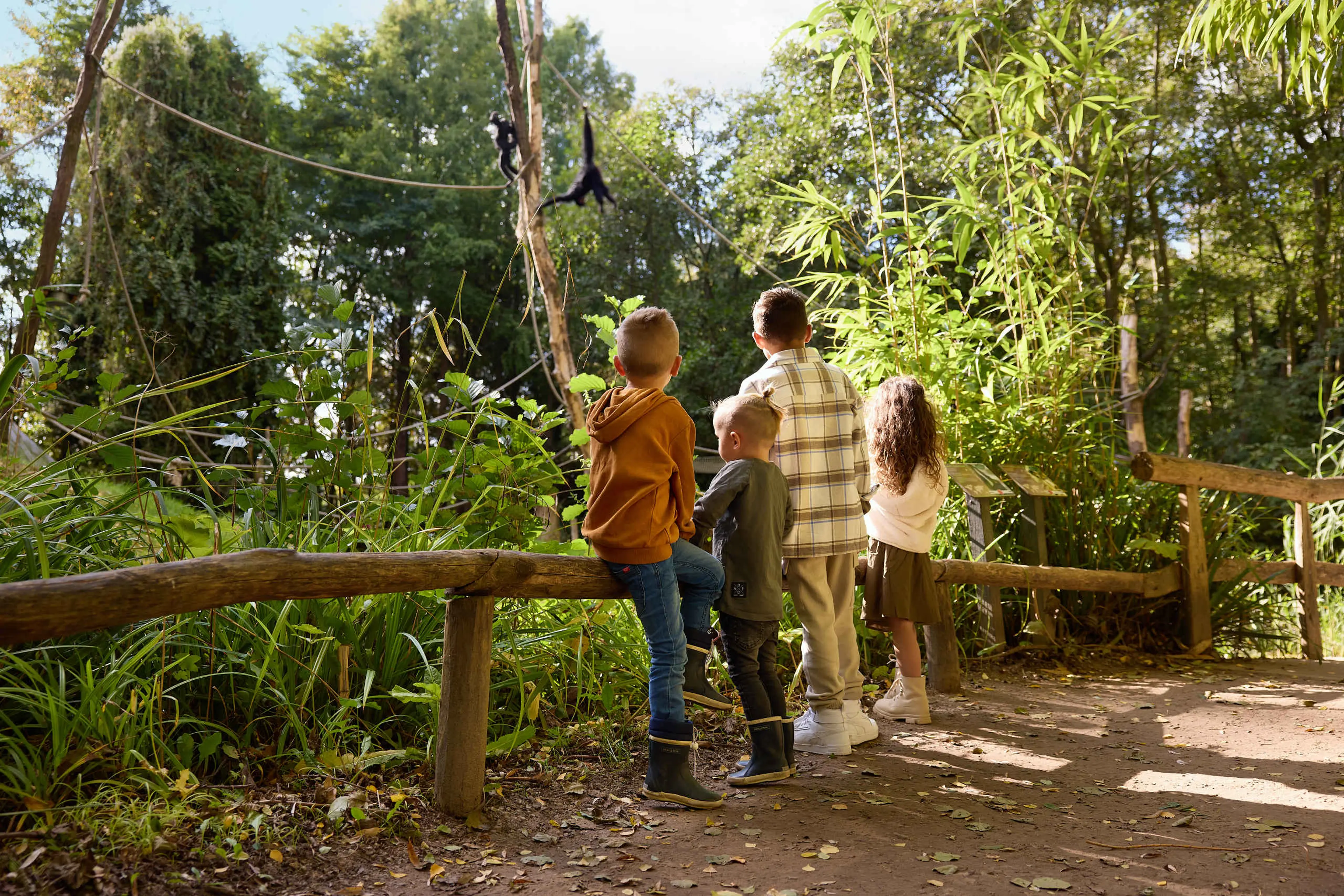 Herfstbeelden zwarte slingerapen kinderen ZooParc Overloon