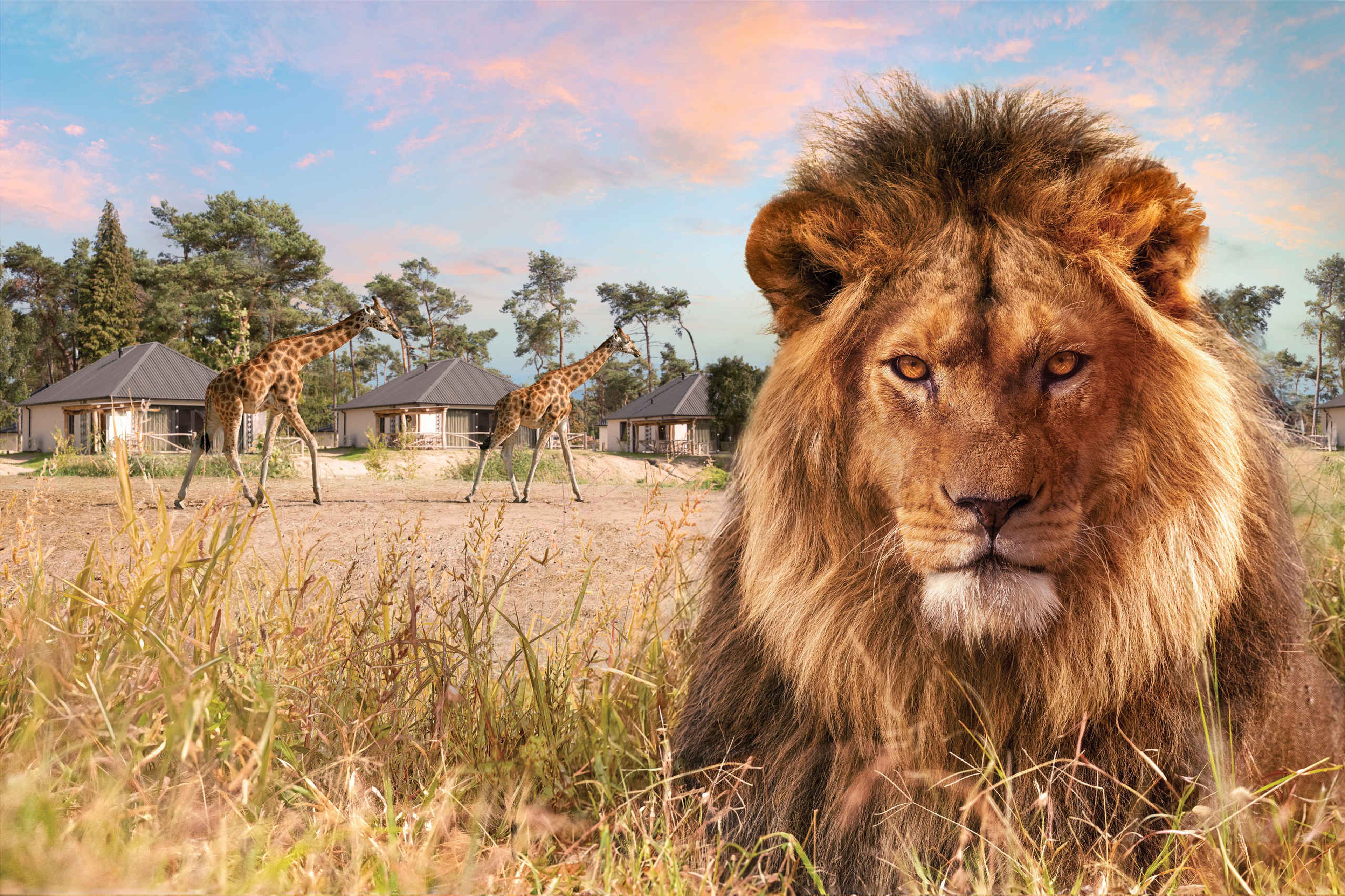 Een leeuw ligt op de savanne bij Safari Resort Beekse Bergen terwijl er giraffen op de achtergrond voorbij lopen