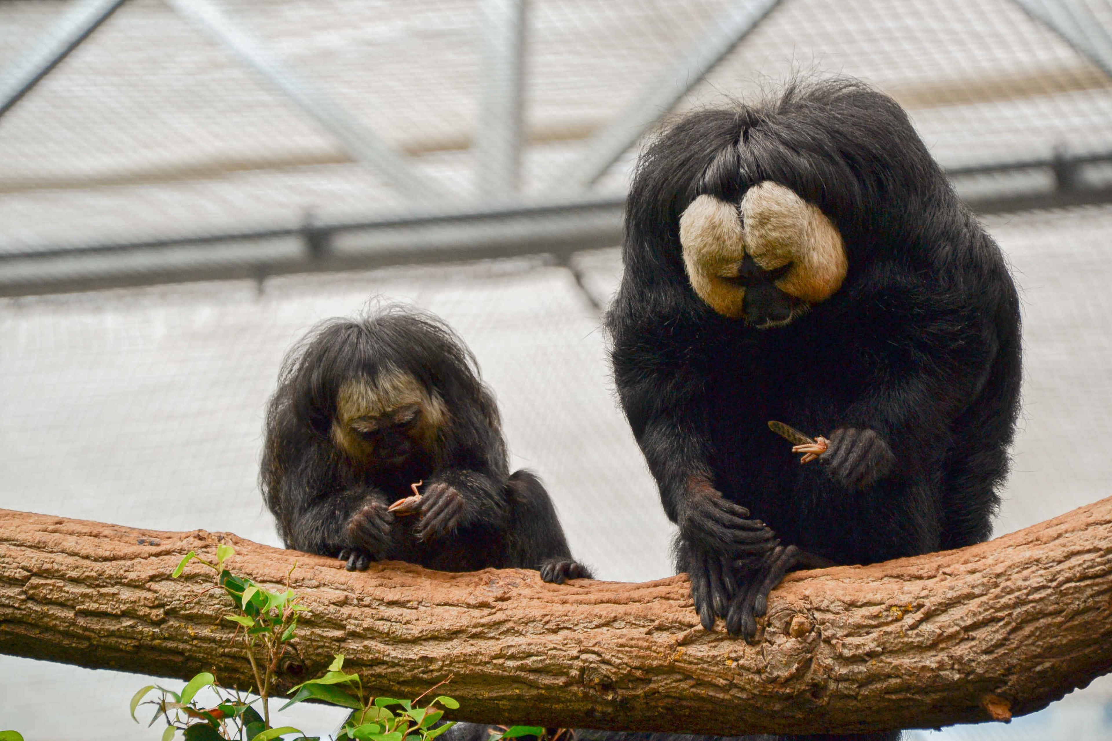 Witgezichtsaki op tak eten ZooParc Overloon
