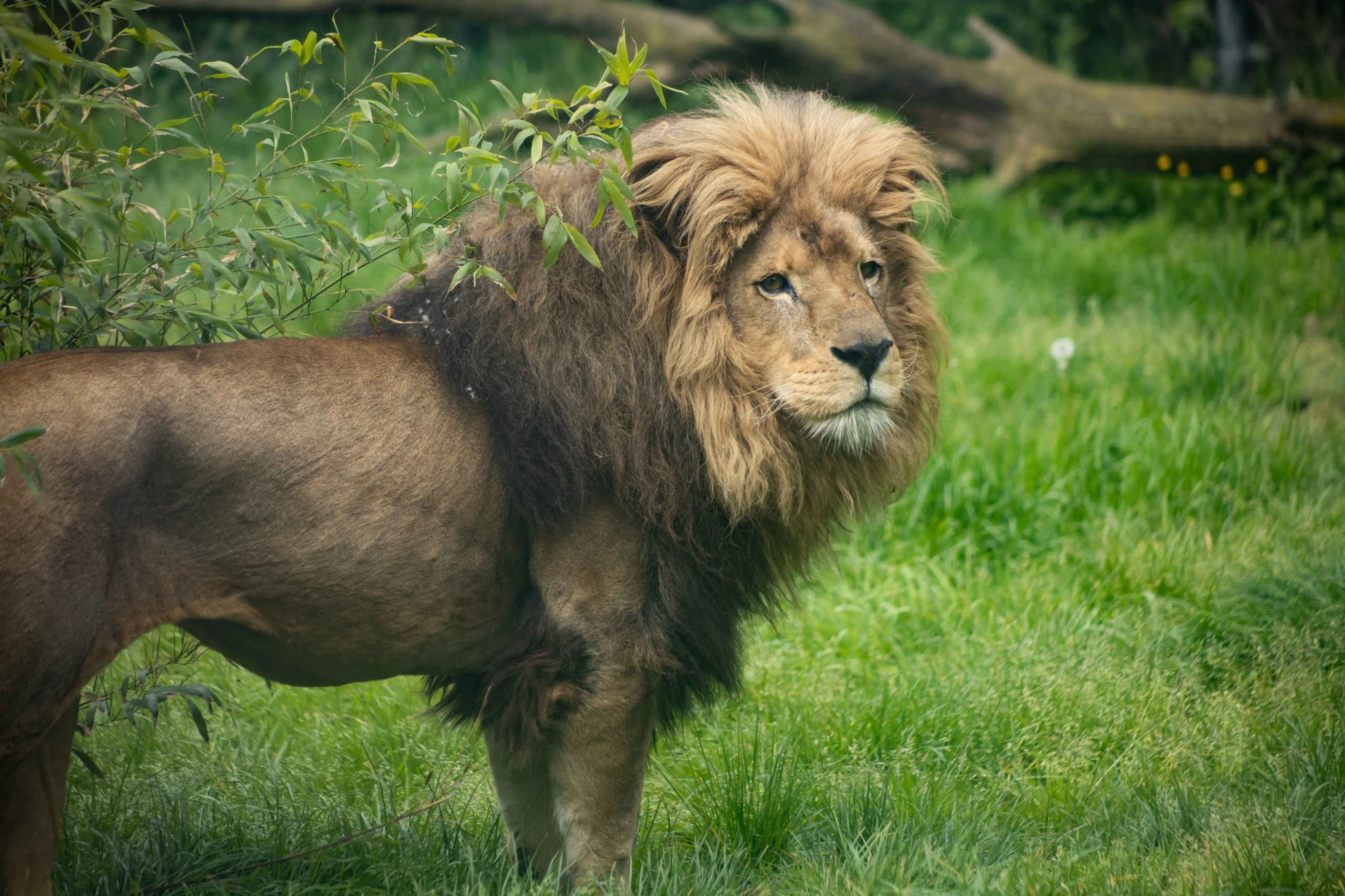 Een leeuw loopt door het gras bij Eindhoven Zoo.