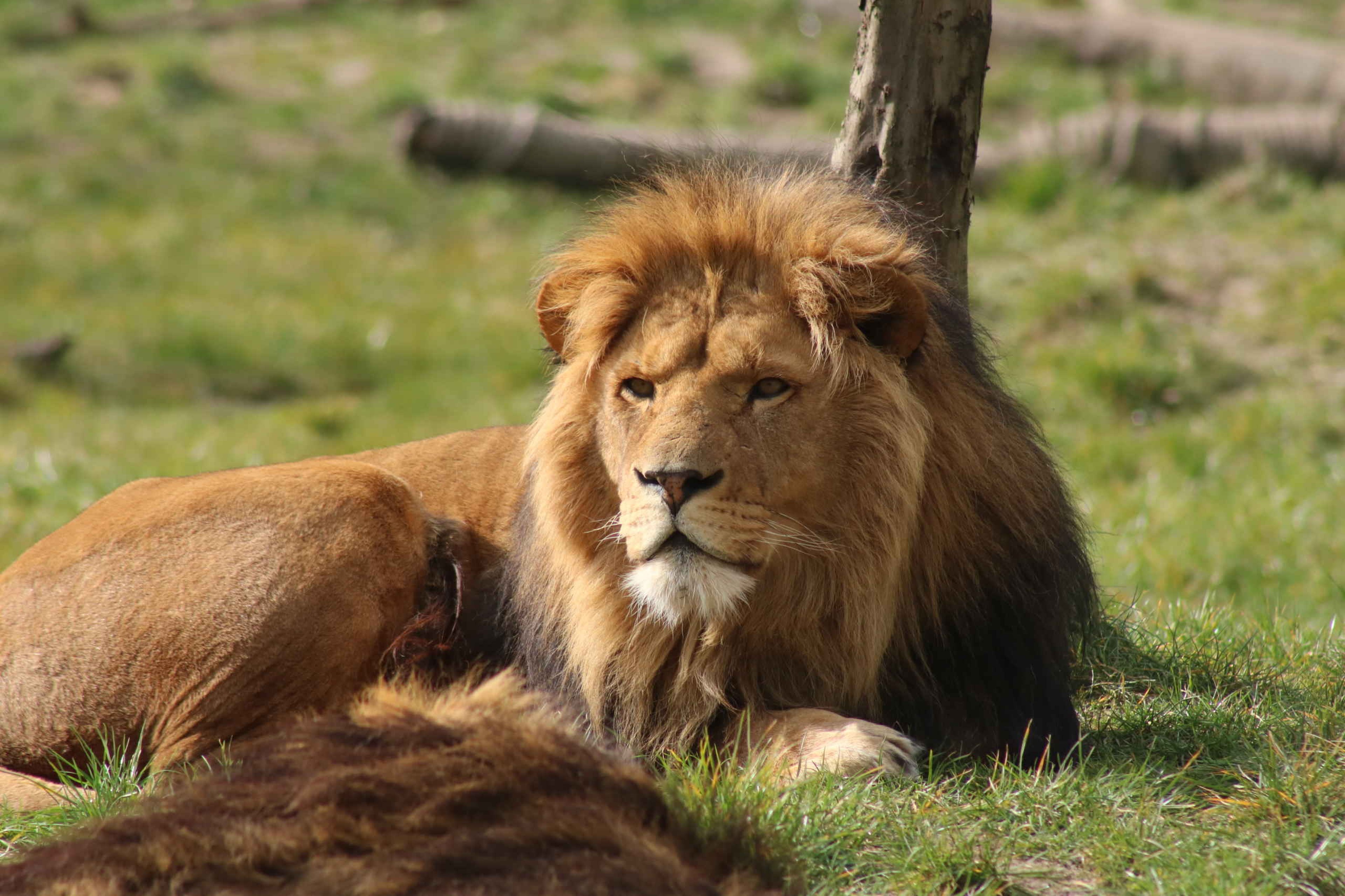 Afrikaanse leeuw liggend in de zon ZooParc Overloon
