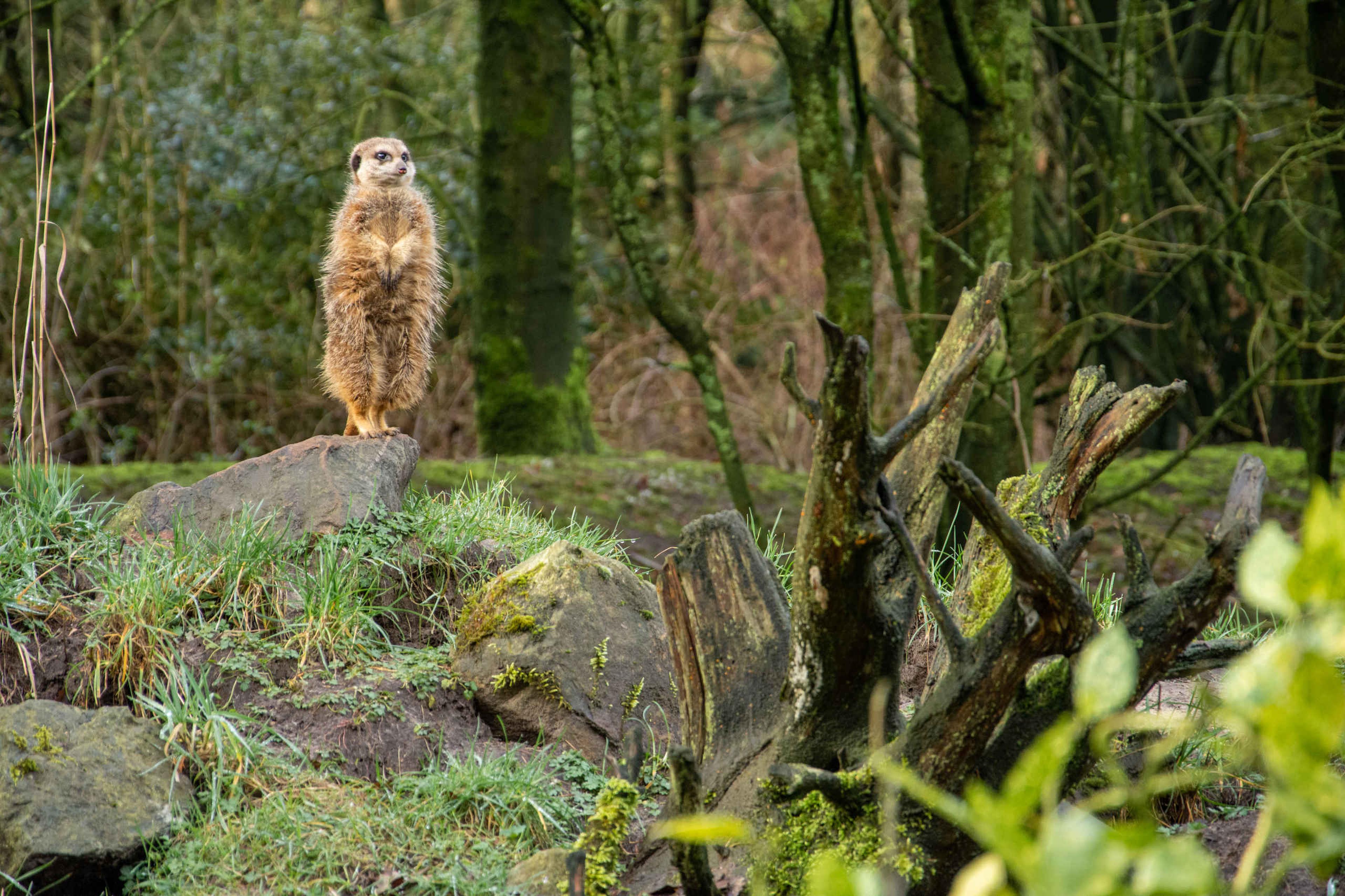Stokstaartje diersoort op steen in bos ZooParc Overloon