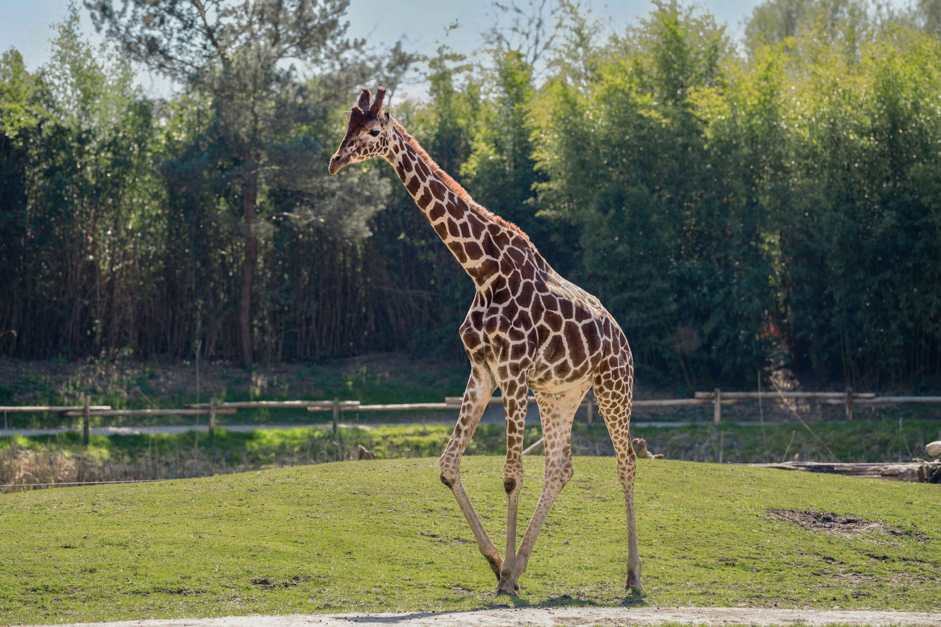 Een netgiraffe op de vlakte in ZooParc Overloon