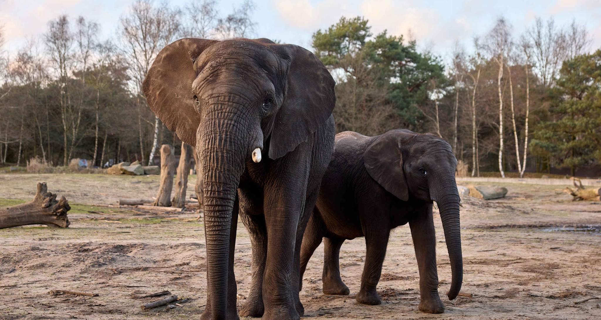 Olifanten in de winter in het buitenverblijf Yambo Safaripark Beekse Bergen