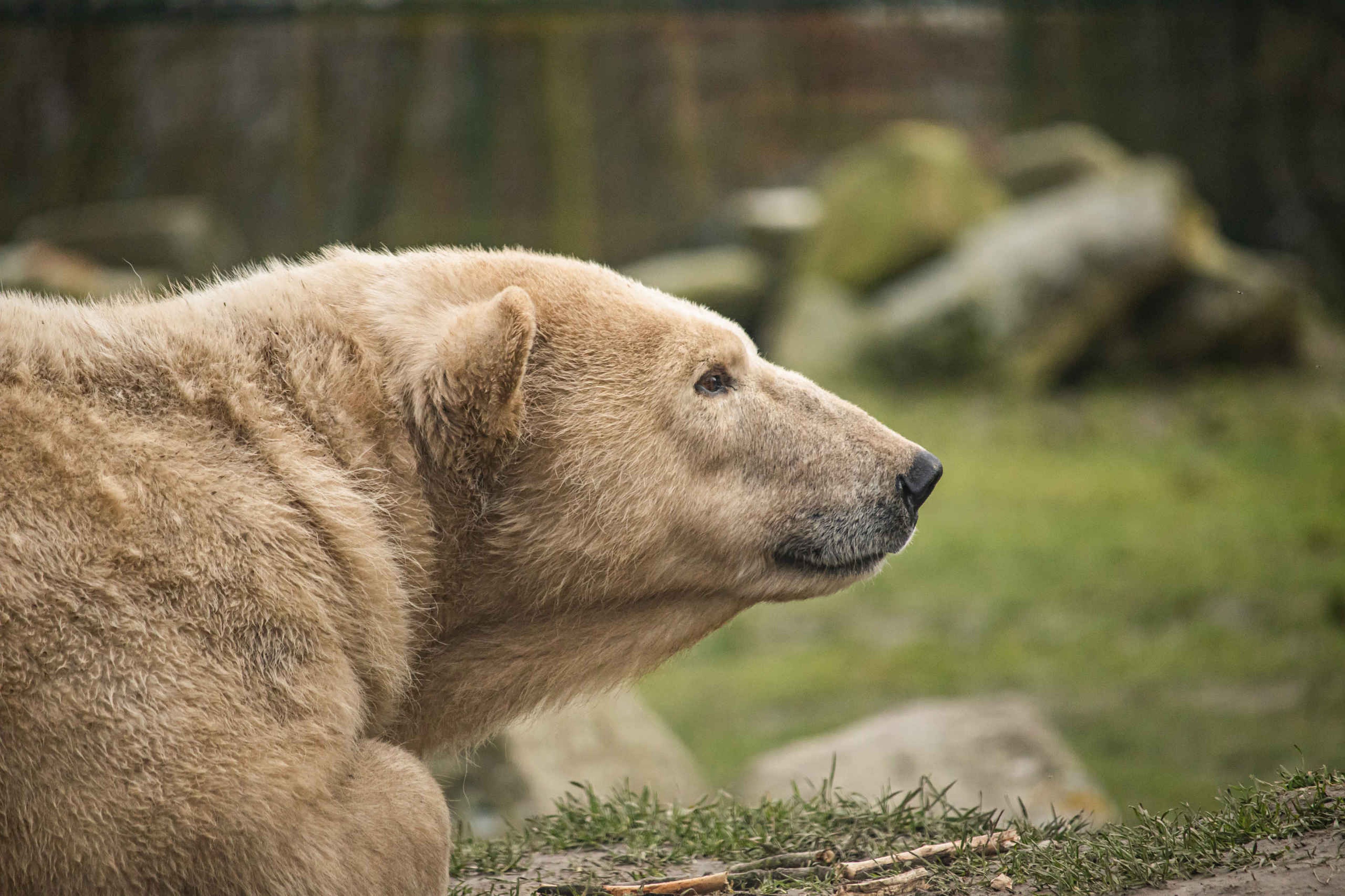 Een ijsbeer bij Eindhoven Zoo.