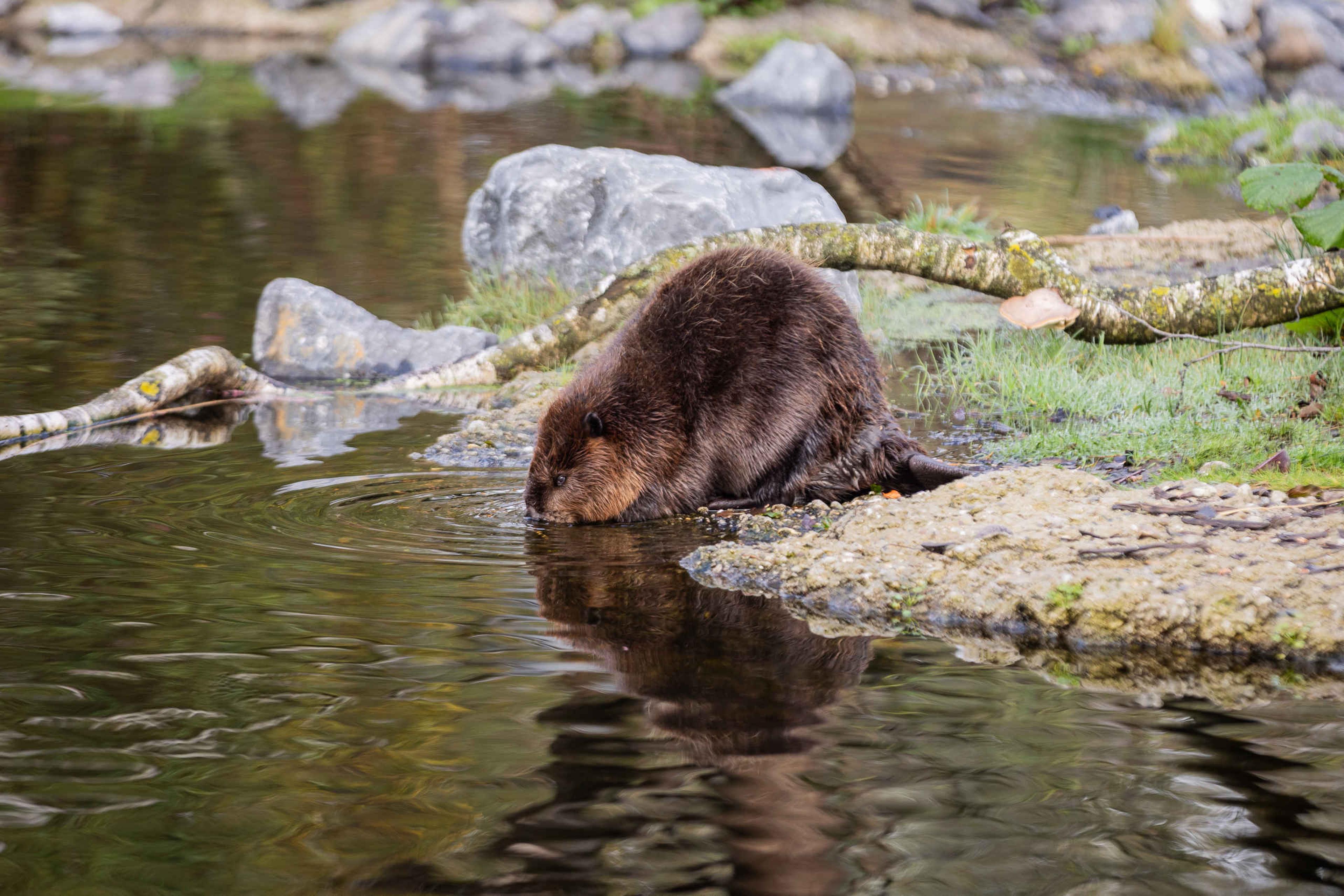 Canadese bever in AquaZoo Leeuwarden