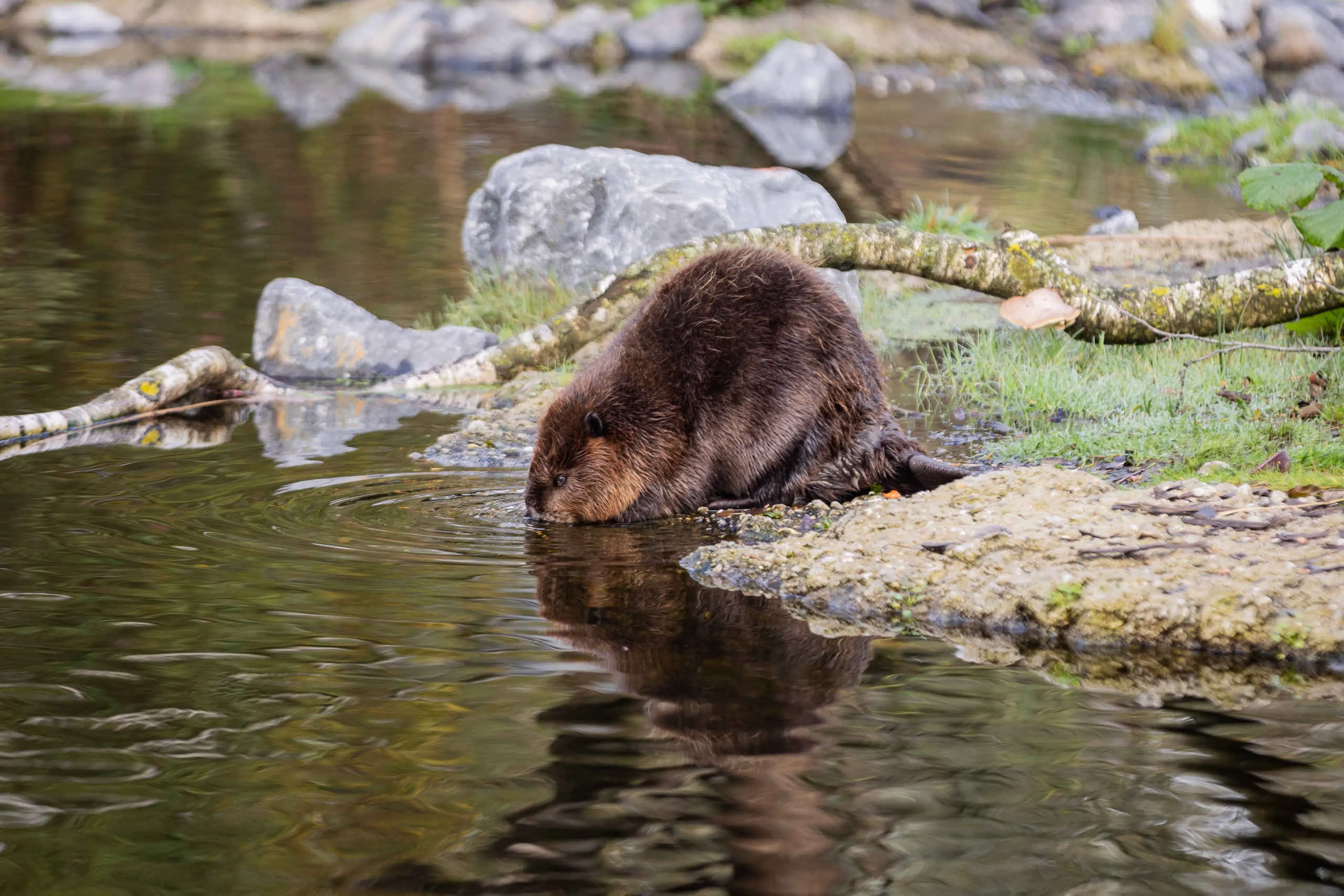 Canadese bever in AquaZoo Leeuwarden